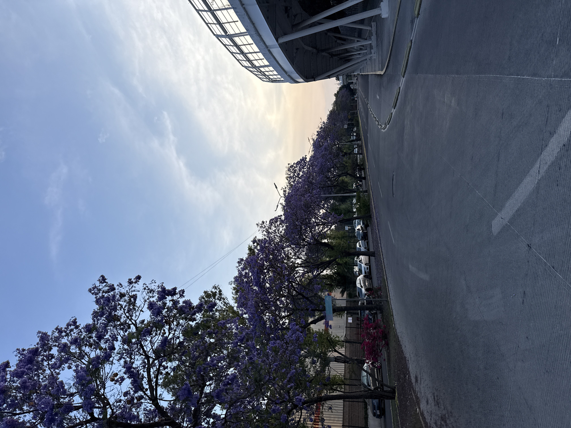 The image shows a street view in Puebla, Mexico, characterized by a row of jacaranda trees in full bloom, their purple blossoms creating a vibrant display along the roadside. Cars are parked along the sidewalk near the trees, indicating a parking area. The street is paved and appears to be part of a larger road system, with white road markings visible. Above the street is a large structure, possibly a bridge or part of a building, with visible steel beams and a canopy. The sky is partially clear, with blue hues and some clouds. There is a slight gradient in the sky, suggesting either sunrise or sunset. The scene suggests an urban environment with a deliberate effort to integrate nature. The location is most likely near Estadio Cuauhtémoc, as the style of the stadium and the surrounding streets resemble the original location.