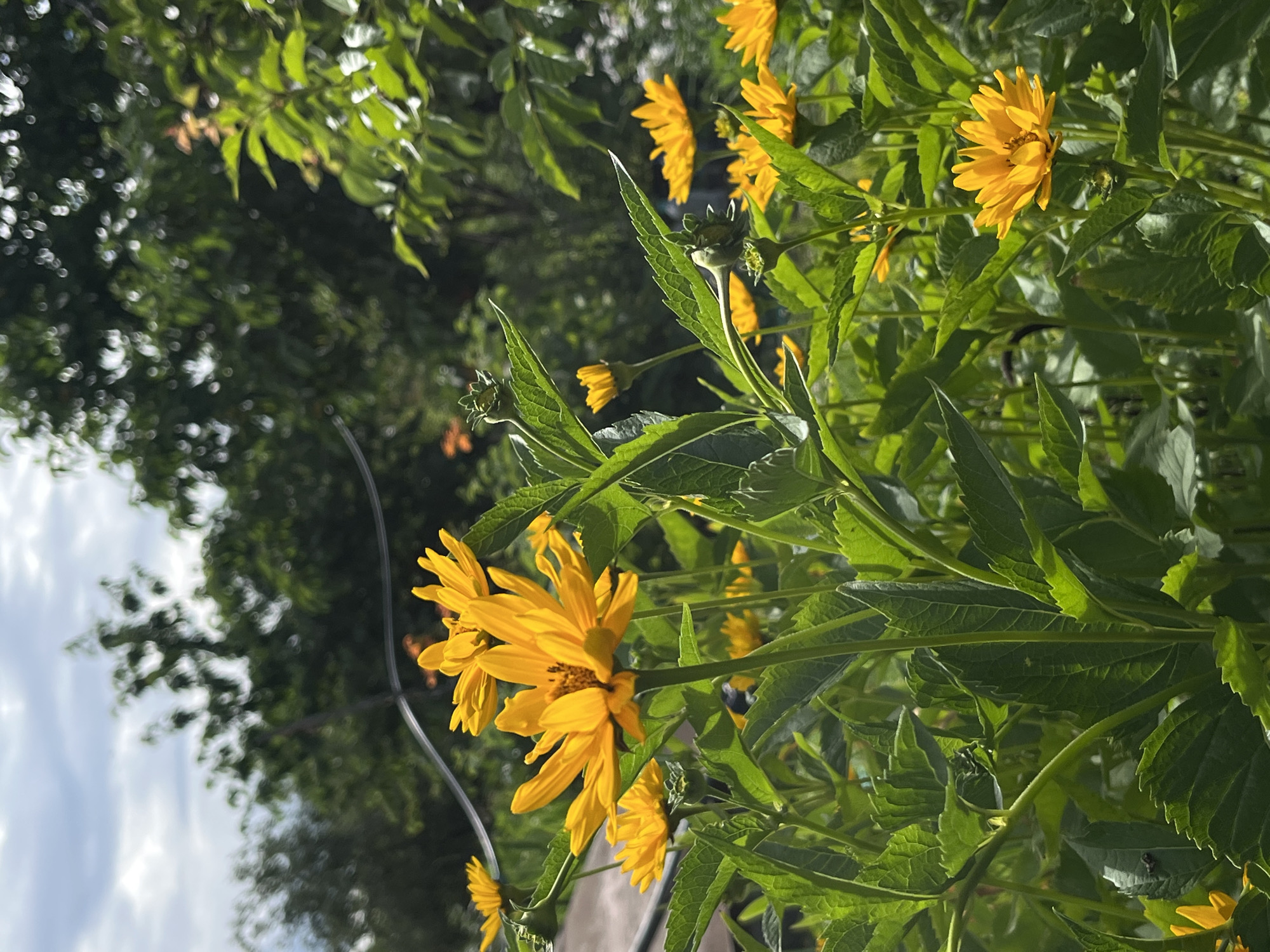 This is a close-up, vertical-format, outdoor photograph of bright yellow daisies with green foliage. The flowers are in sharp focus, with their petals radiating outwards. Some of the flowers are fully open, while others are still buds. The leaves are vibrant green and appear healthy, with some showing serrated edges. The background is a blur of darker green foliage and trees, with a sliver of bright sky visible on the left side.
The lighting suggests it is daytime, likely in the late morning or afternoon, with the sun casting strong highlights on the flowers and leaves. The overall mood is cheerful and natural, evoking a sense of a summer garden. There are no people or specific objects like buildings or man-made structures visible, placing the scene firmly in a natural setting. The image is oriented with the top of the frame on the left, making the flowers appear to be growing sideways. There is no visible text in the image.