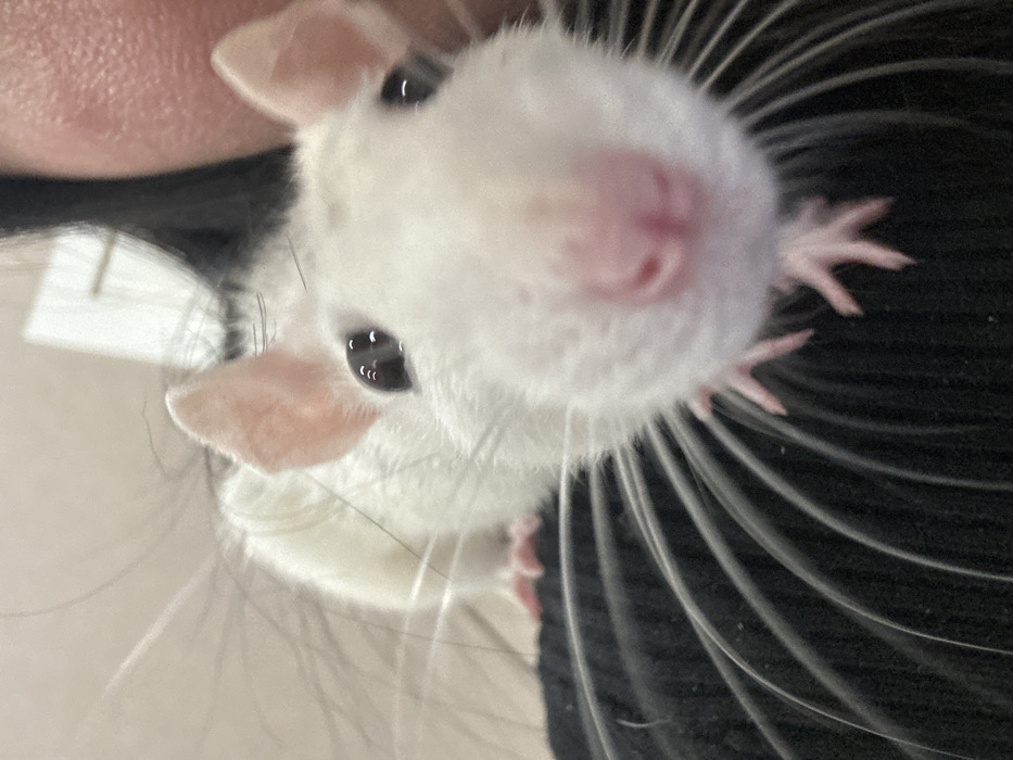A white rat peers into the camera with its pink nose and curious black eyes. It has pale pink ears and long white whiskers. Tiny pink paws rest against a dark, textured background, contrasting with the rat's soft fur. A bit of what appears to be a human head and hair are visible in the upper left corner, suggesting the rat might be perched on a person.