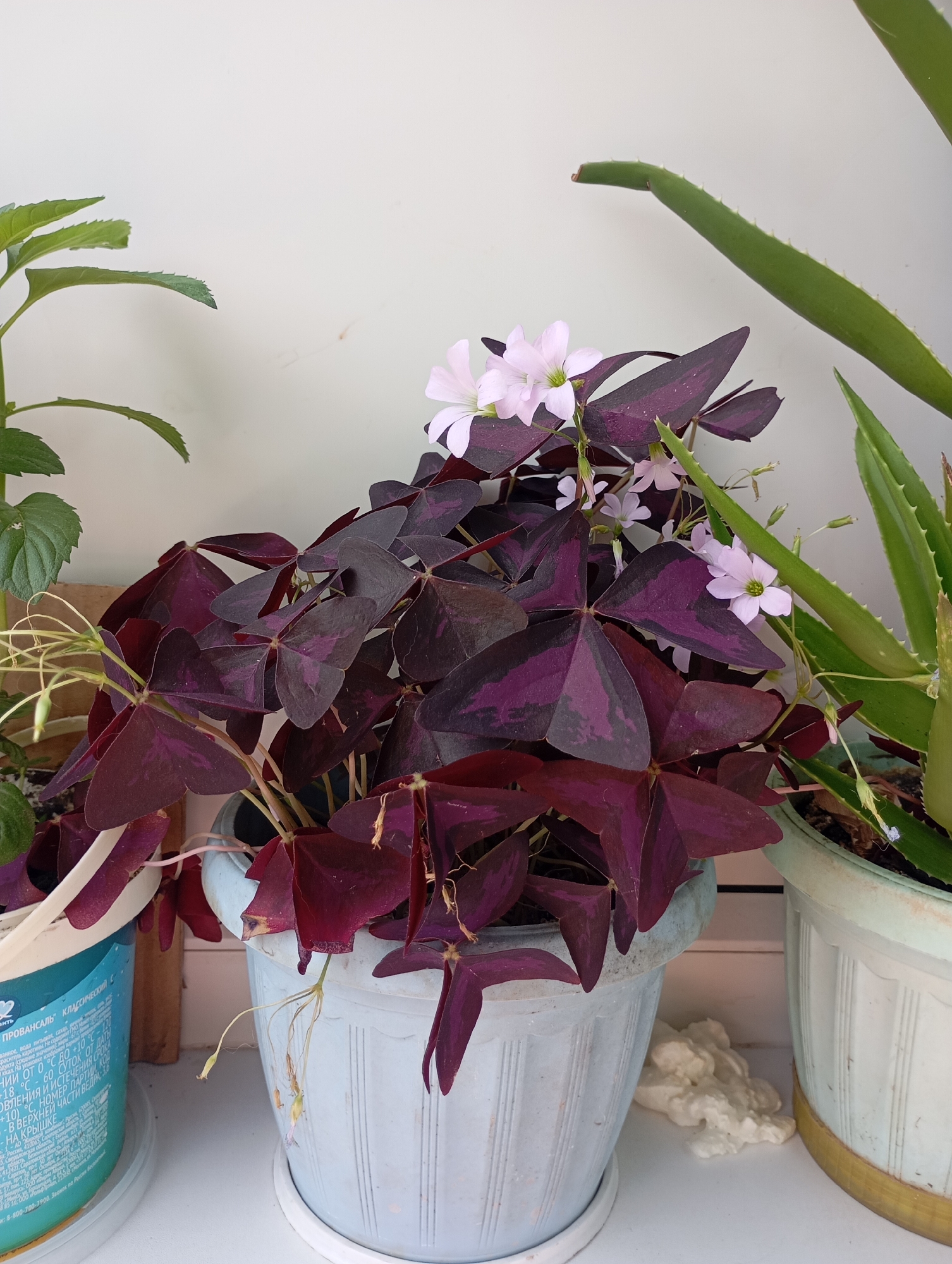In this close-up, top-down shot, a vibrant purple shamrock plant with delicate pink flowers takes center stage. The plant is housed in a light blue, fluted pot with a matching saucer, all resting on a white surface, likely a windowsill. To the left of the shamrock, partially visible, is a blue plastic container with Russian text, appearing to be a food product label. To the right, a portion of an aloe vera plant in a pale green pot is seen. The background is a plain, light-colored wall. The lighting suggests it is daytime, possibly indoors given the controlled environment of houseplants. The image focuses on the intricate details of the shamrock's leaves and flowers, highlighting their rich color and unique shape. The scene is static, showcasing the plants in a still-life arrangement. The Russian text on the blue container indicates a possible location in Russia, specifically Krasnoarmeysk.