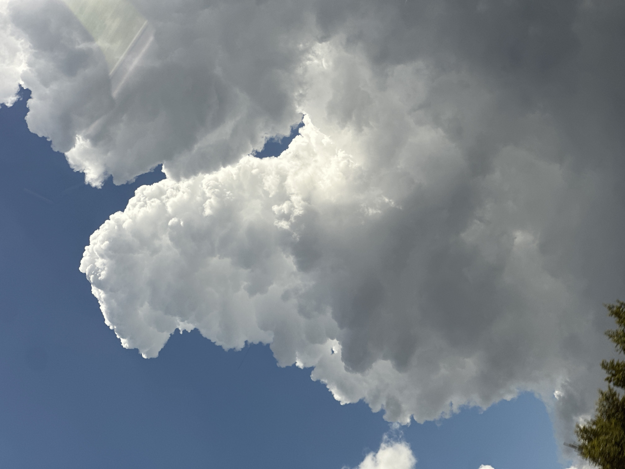 A low-angle, medium shot captures a dynamic sky filled with dramatic clouds. The sky is a deep blue, indicating a clear day, but it is heavily populated with large, billowing cumulus clouds. These clouds are a brilliant white where they catch the sunlight, creating a stark contrast with the darker gray areas of their undersides. One particularly large cloud formation dominates the center of the frame, appearing to be lit from within. There are faint, wispy contrails visible in the upper left quadrant of the sky. The lower edge of the image shows the tops of green trees, suggesting the perspective is from ground level looking upwards. The lighting suggests it is daytime, possibly late afternoon given the intensity of the sun and the shadows within the clouds. There are no people, structures, or other identifiable objects in the scene other than the natural elements of the sky and trees.