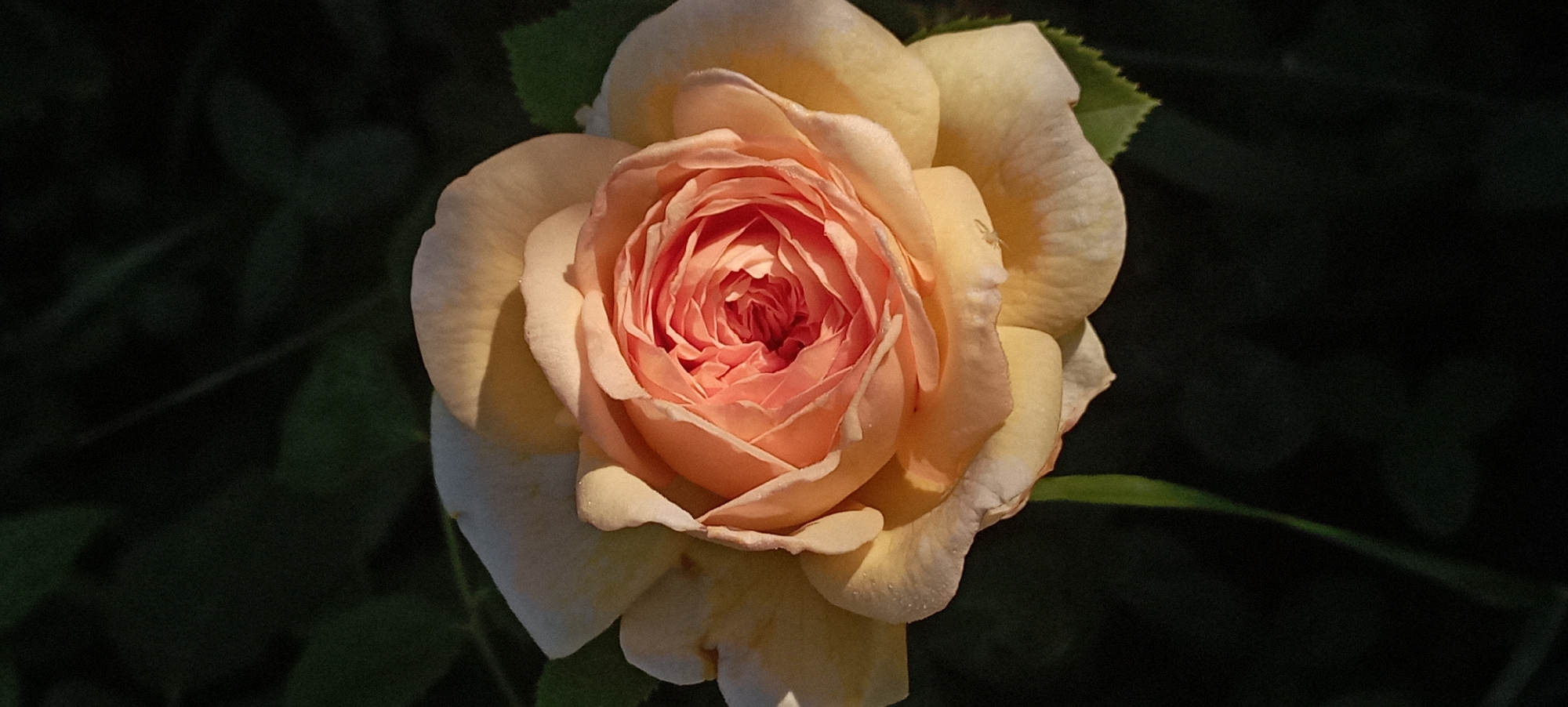 The image is a close-up, vertical shot of a single peach-colored rose with pale yellow outer petals. The rose is in full bloom, with its petals tightly spiraled towards the center, revealing a deeper pink hue within. Dewdrops are visible on some of the petals. The background is dark and out of focus, with hints of green leaves. The lighting suggests it may be early morning or late evening, casting a soft glow on the rose. The image does not contain any information about the city of Radisne, Ukraine, or any specific location. There are no people or actions depicted. The only discernible subject is the rose and a very small white spider on one of the outer petals.
