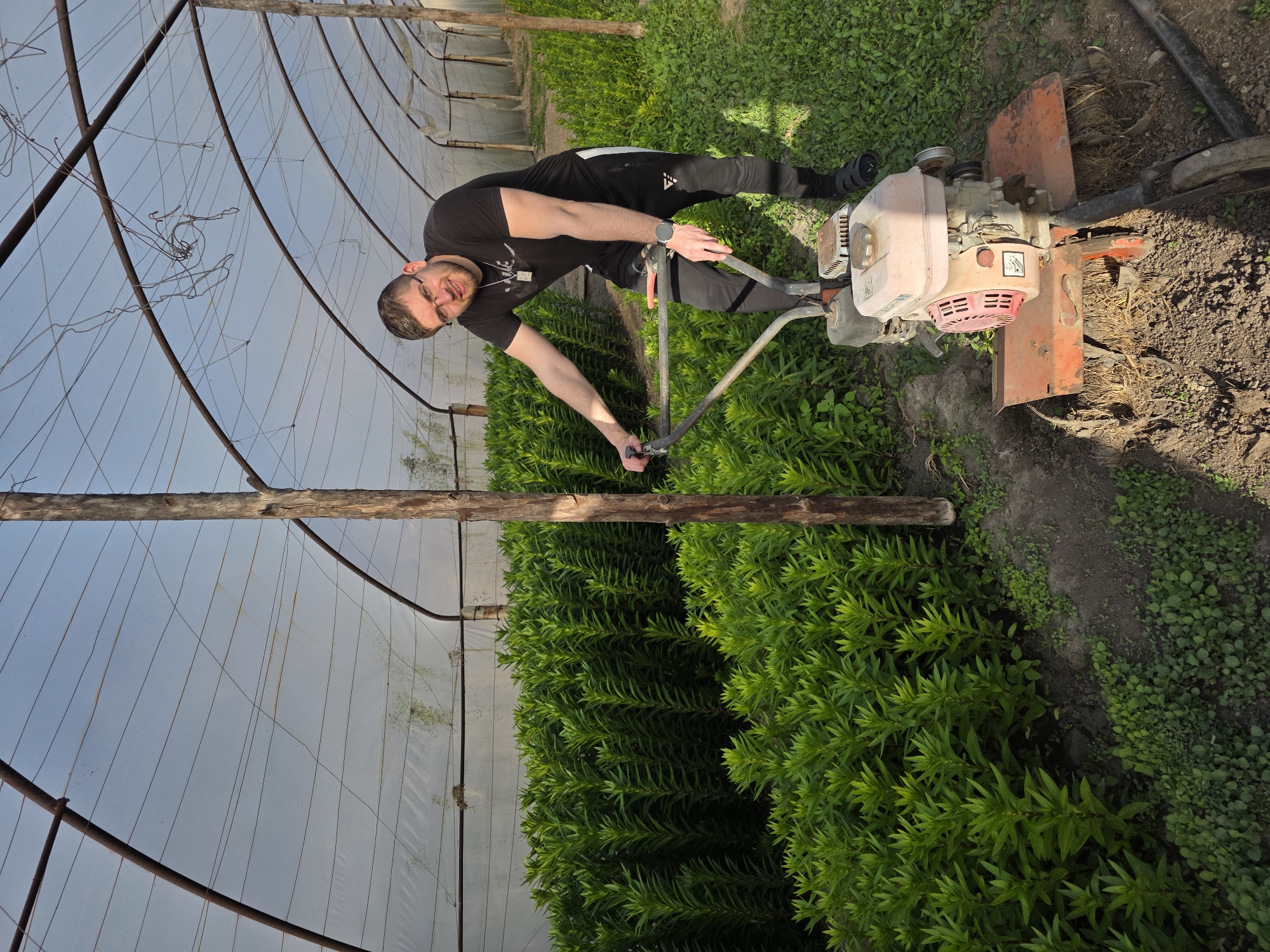 The image captures a man operating a rototiller inside a greenhouse in Yagodovo, Bulgaria. The man, with short dark hair, a beard, and glasses, is wearing a black t-shirt, black athletic pants with white details, and a smartwatch on his left wrist. He is holding the handles of a rototiller, which features a light pinkish-beige engine cover and an orange frame, indicating he is engaged in cultivating the soil. His expression is neutral to slightly smiling as he looks towards the camera.
The setting is a greenhouse or polytunnel, characterized by a translucent white roof material, likely plastic sheeting, supported by curved metal arches and wooden beams visible throughout the structure. On the left and central parts of the frame, dense rows of vibrant green, leafy plants, possibly crops or ornamental foliage, thrive. A clear dirt path or tilled area runs alongside these plants, where the rototiller is actively being used. Patches of smaller green plants and weeds are also visible on the ground.
The activity taking place is agricultural cultivation, with the man preparing the soil using the motorized tiller. The lighting suggests it is daytime, with soft, diffused natural light filtering through the greenhouse roof. On the rototiller's engine, a red warning symbol (an exclamation mark in a triangle) and some faint, unreadable text are visible. The scene conveys a sense of diligent work within a controlled farming environment.