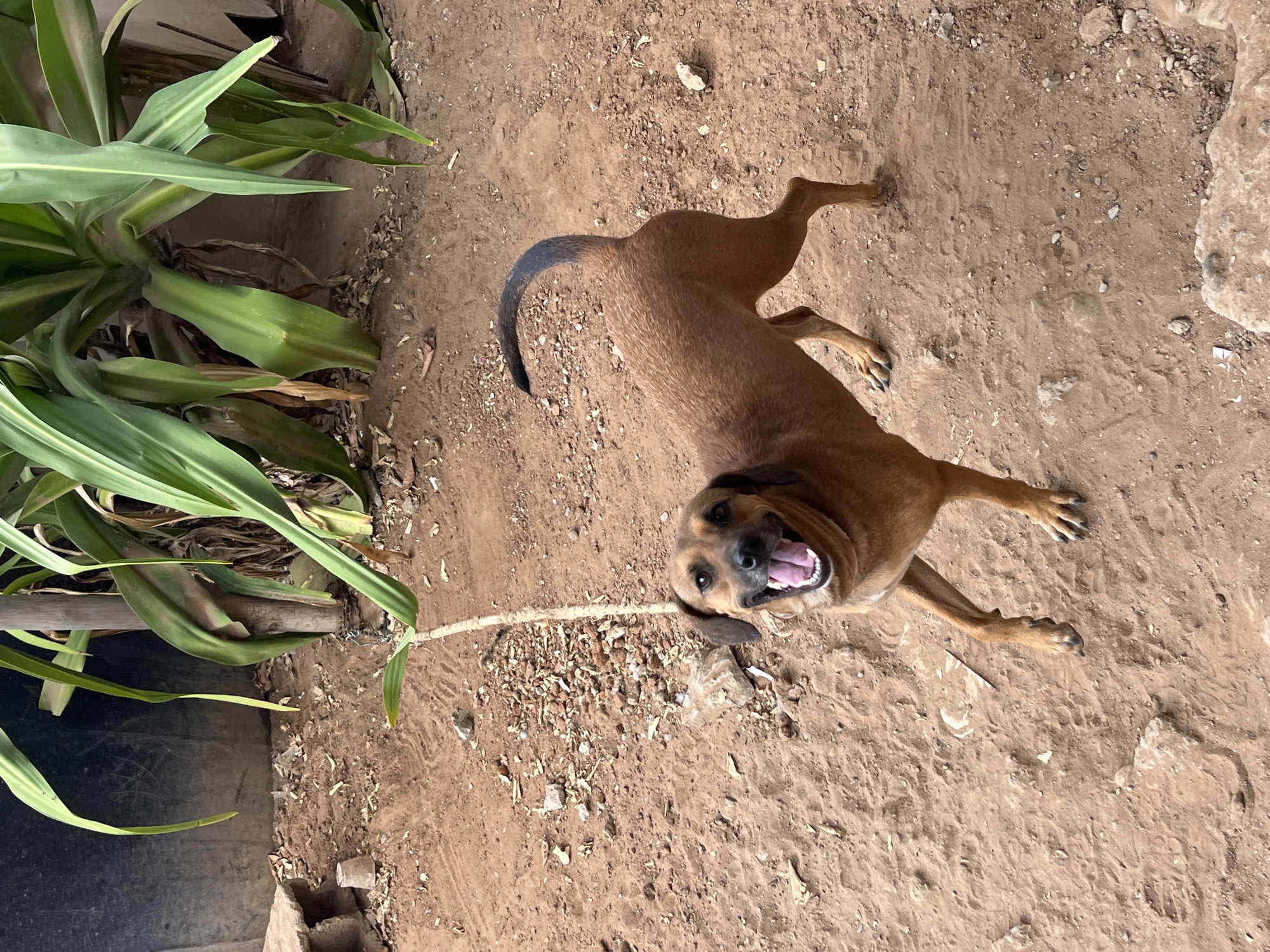 A medium-sized, brown dog with floppy ears and a black-tipped tail is standing in a dirt yard in Juan Griego, Venezuela. The dog is facing forward with its mouth open in a happy expression, and its front left paw is lifted slightly off the ground. The yard is covered in reddish-brown dirt with scattered rocks and debris. Behind the dog, a large green plant with long, broad leaves grows near a dark, textured wall. The scene appears to be outdoors in a rural or semi-rural area.