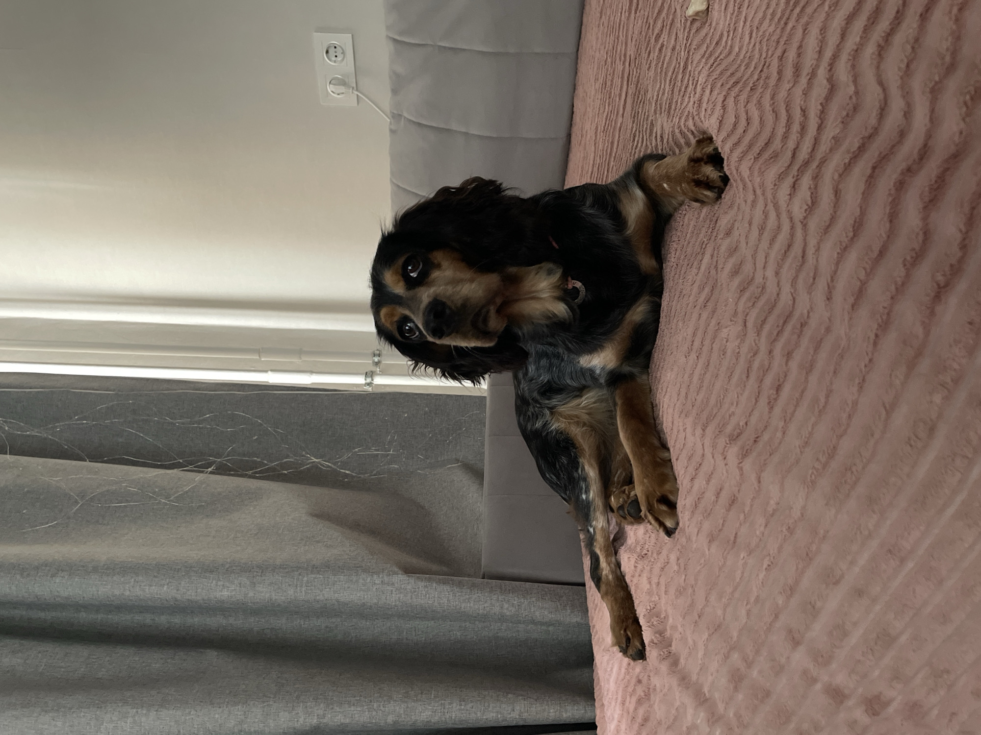 A medium-sized dog with black, tan, and gray fur is lying on a pink, textured blanket. The dog is facing to the left of the frame, with its head turned upwards and to the left. Its eyes are dark and expressive. The dog is wearing a thin pink collar. The blanket is draped over a surface that appears to be a bed, with a light gray headboard visible behind the dog. To the left of the dog, a gray curtain hangs. In the background, a white wall is visible, with a white electrical outlet containing two sockets. The scene appears to be indoors, in a domestic setting. There is no indication of the specific location in Rostov-on-Don, Russia.