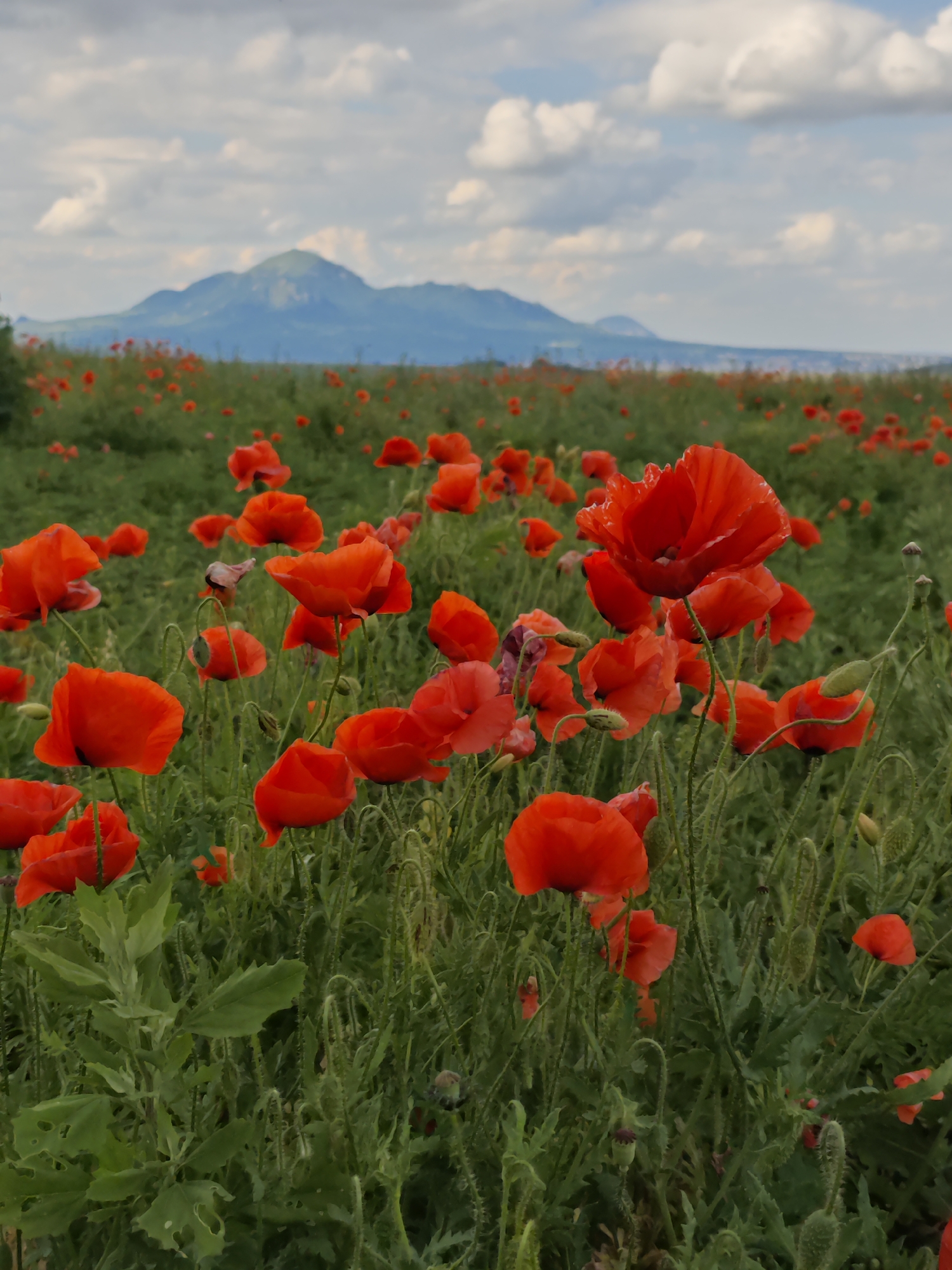 A field of vibrant red poppies is in the foreground, with many flowers in bloom. In the background, a mountain range with a hazy peak is visible under a sky filled with white, fluffy clouds. The scene is likely outdoors, with no people or specific man-made objects identifiable in the image. The overall impression is one of natural beauty and a vast, open landscape.