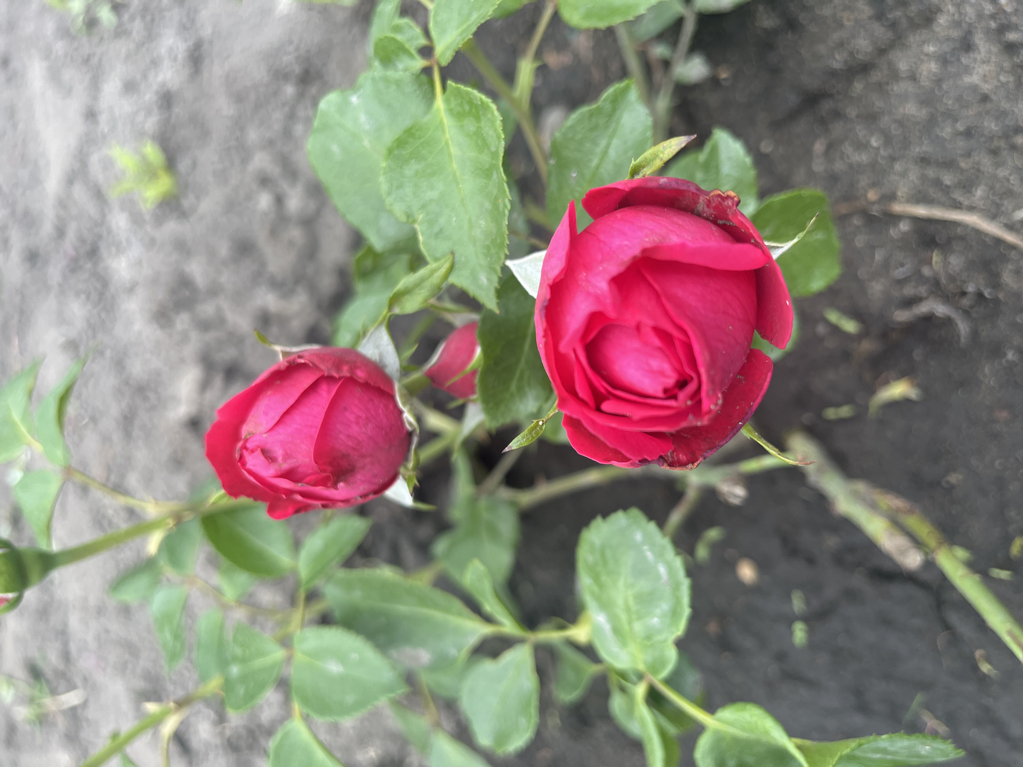 The image shows a close-up of two unopened red rose buds on a bush. The roses are vibrant red and appear to be in a garden setting. The background consists of dark soil with some green foliage and a slightly blurred appearance, suggesting the focus is on the flowers. The environment is outdoors, with natural light. No people or specific city landmarks are visible. The image does not provide any specific information about the location of Сухринское, Russia.