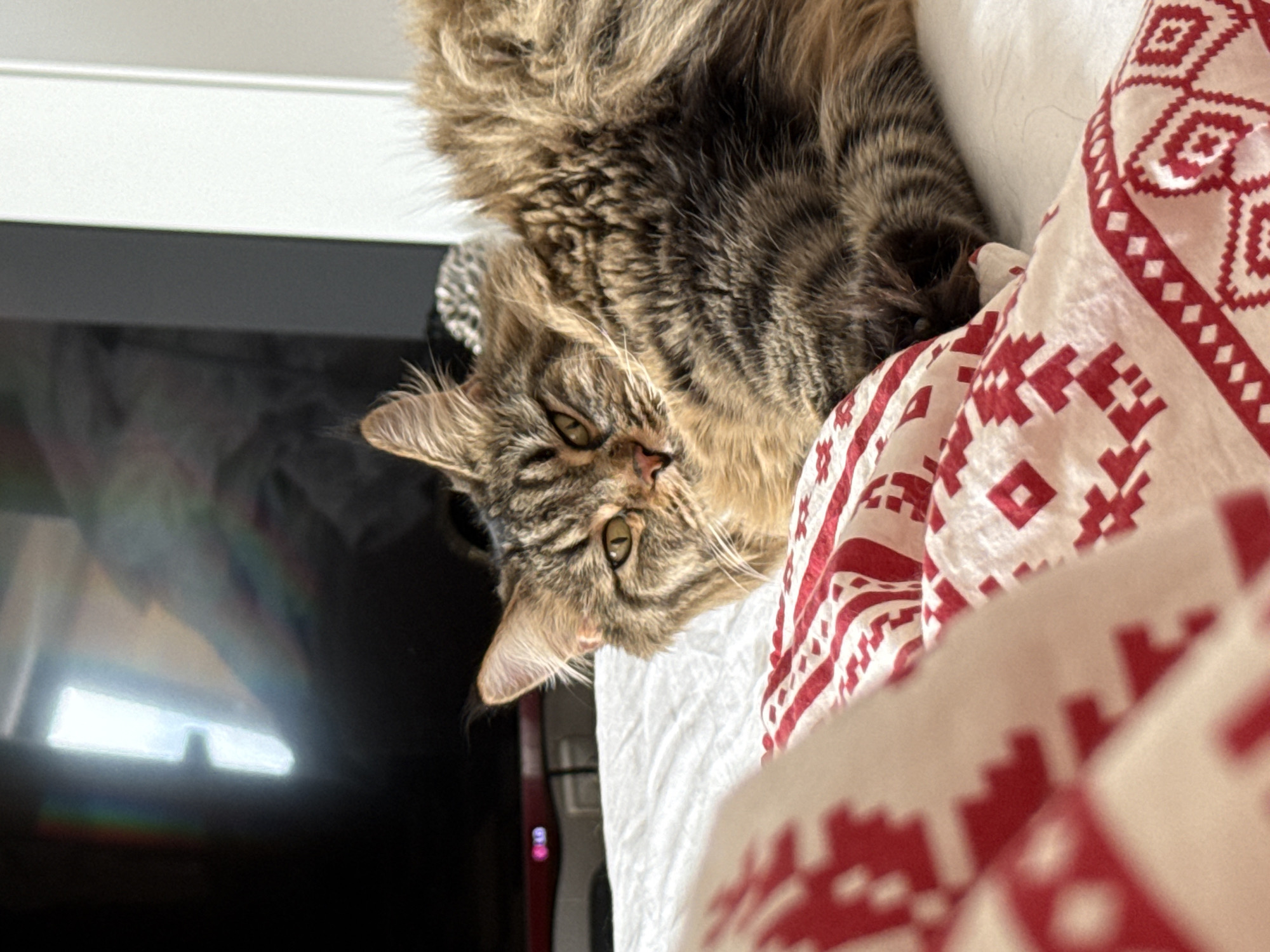 A medium, indoor shot depicts a tabby cat lounging on a bed with a patterned pillow. The cat, primarily brown and gray, is lying on its back with its head tilted to the left. Its eyes are open, gazing directly at the camera. The pillow is white with a red geometric pattern. In the background to the left is a black television.
There is no evidence in the image to suggest the location is Izhevsk, Russia.