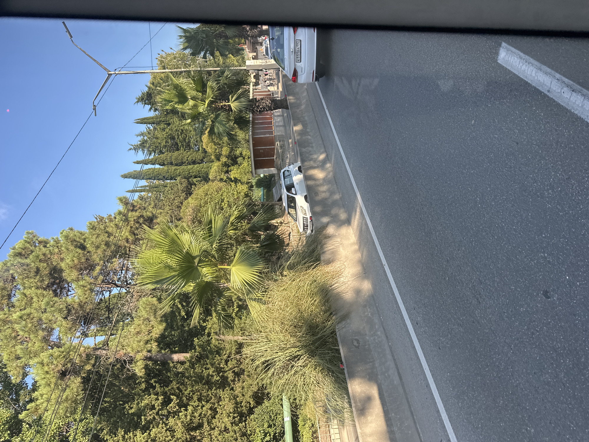 The image shows a view from a vehicle traveling on a road in Sochi, Russia, likely during daylight hours with clear skies. The road has at least two lanes, divided by a white line. A concrete barrier separates the road from a raised area with lush vegetation, including palm trees and tall, feathery grass. Several cars are visible on the road. In the background, there is a densely forested area with tall, slender evergreen trees, characteristic of the region's landscape. A street lamp with overhead wires is also present. A small red object is visible on top of the concrete barrier in the foreground. The overall scene depicts a scenic road in a green, possibly coastal, urban environment.