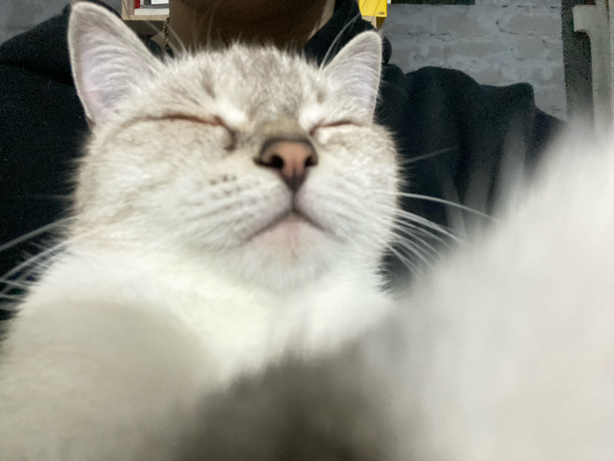 The image is a close-up selfie-style shot of a cat. The cat's eyes are closed, and its face is tilted upwards. Its fur is a light gray and white color, with darker markings on its ears. The background is blurred, but appears to be an indoor setting with some objects on a shelf. The image does not contain any information that would allow for a specific location to be identified within the city of Overyata, Russia.