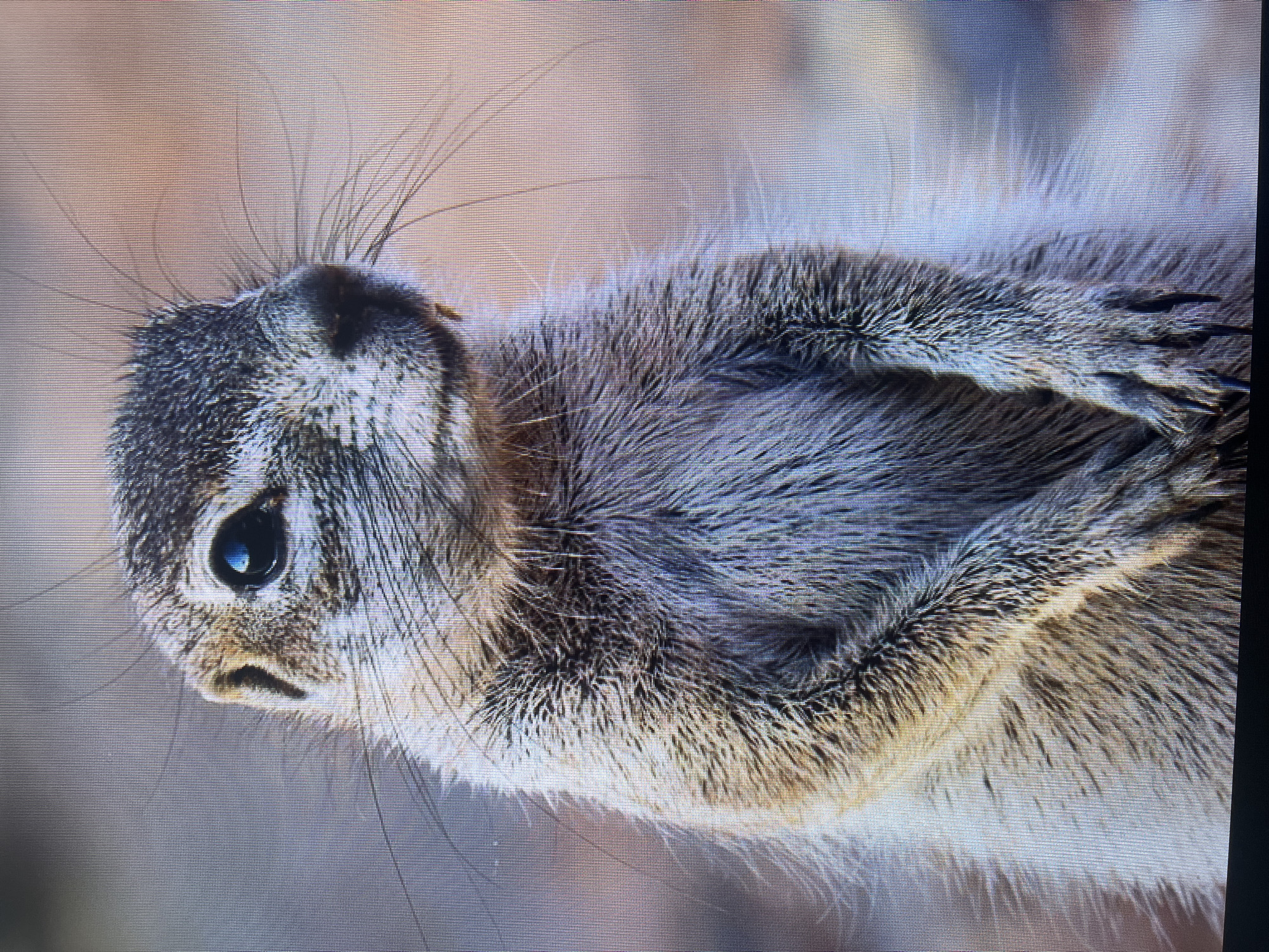 The image shows a close-up, head-and-shoulders portrait of a ground squirrel. The squirrel is facing the camera, with its head tilted slightly to the left. It has large, dark eyes, prominent whiskers, and light brown and gray fur. Its front paws are clasped together in front of its chest. The background is blurred and appears to be a natural, outdoor setting with muted colors. There is no discernible connection to the city of Đà Nẵng, Vietnam.