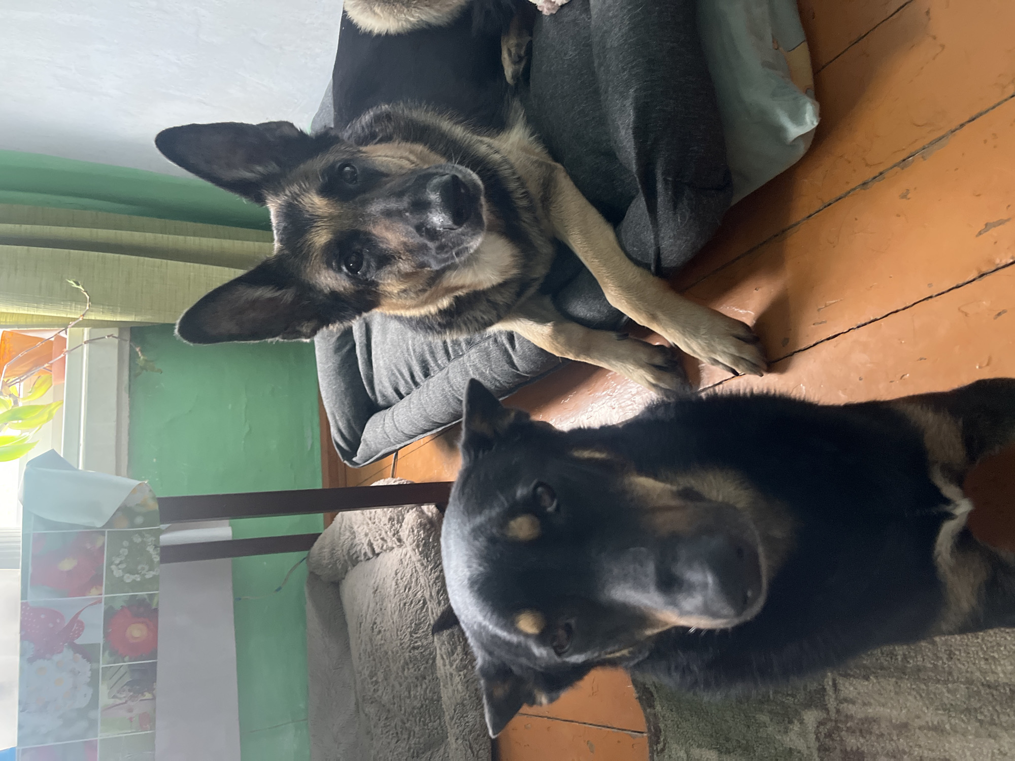 Two dogs are present in the image. One dog, with brown and black fur, is lying on a gray dog bed, looking toward the camera. The other dog, which is mostly black with some brown markings, is lying on a light-colored dog bed in the foreground. The setting appears to be indoors, with a wooden floor. A green wall and window are visible in the background. The exact location within Nizhny Tagil, Russia, cannot be determined from this image.