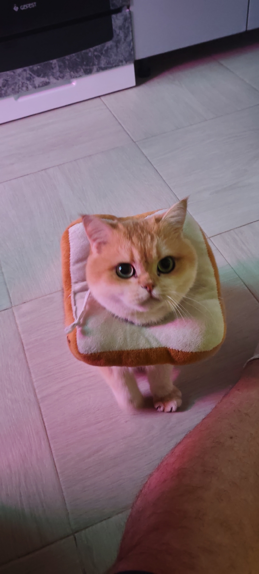 A fluffy ginger cat with wide green eyes and an orange and white bread-shaped collar is looking directly at the camera, its front paws visible on a light-colored tiled floor. The cat appears to be indoors, with a light-colored kitchen appliance visible in the background, suggesting a domestic setting. The lighting in the image is dim and tinged with pink and green hues, possibly from ambient lighting or decorative lights. A human leg is visible in the lower right corner of the frame, indicating the presence of a person. The overall scene is casual and humorous, with the cat's attire being the central point of interest. There is no indication of the specific location within Kaluga, Russia.