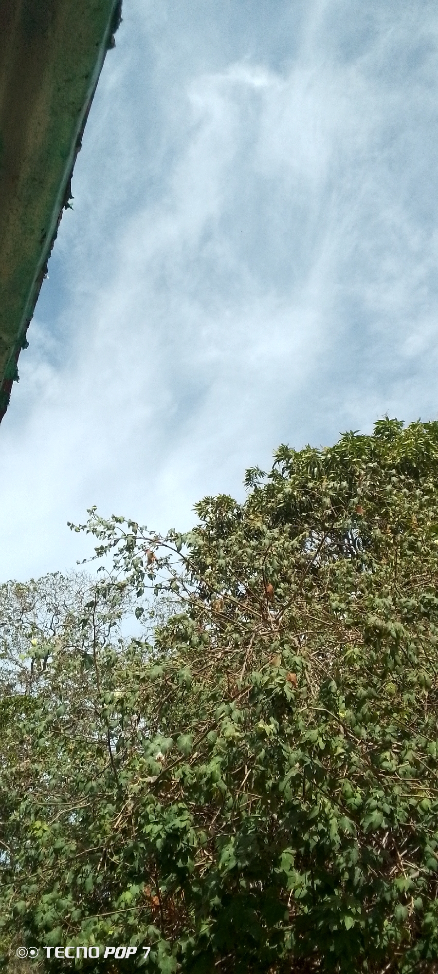 The photograph, taken with a Tecno Pop 7 mobile device, shows a partial view of the sky with wispy cirrus clouds over trees in Altagracia, Venezuela. The sky is a pale blue. Trees with green leaves dominate the lower half of the image; some have visible seed pods. The edge of a roof is visible in the upper left corner.