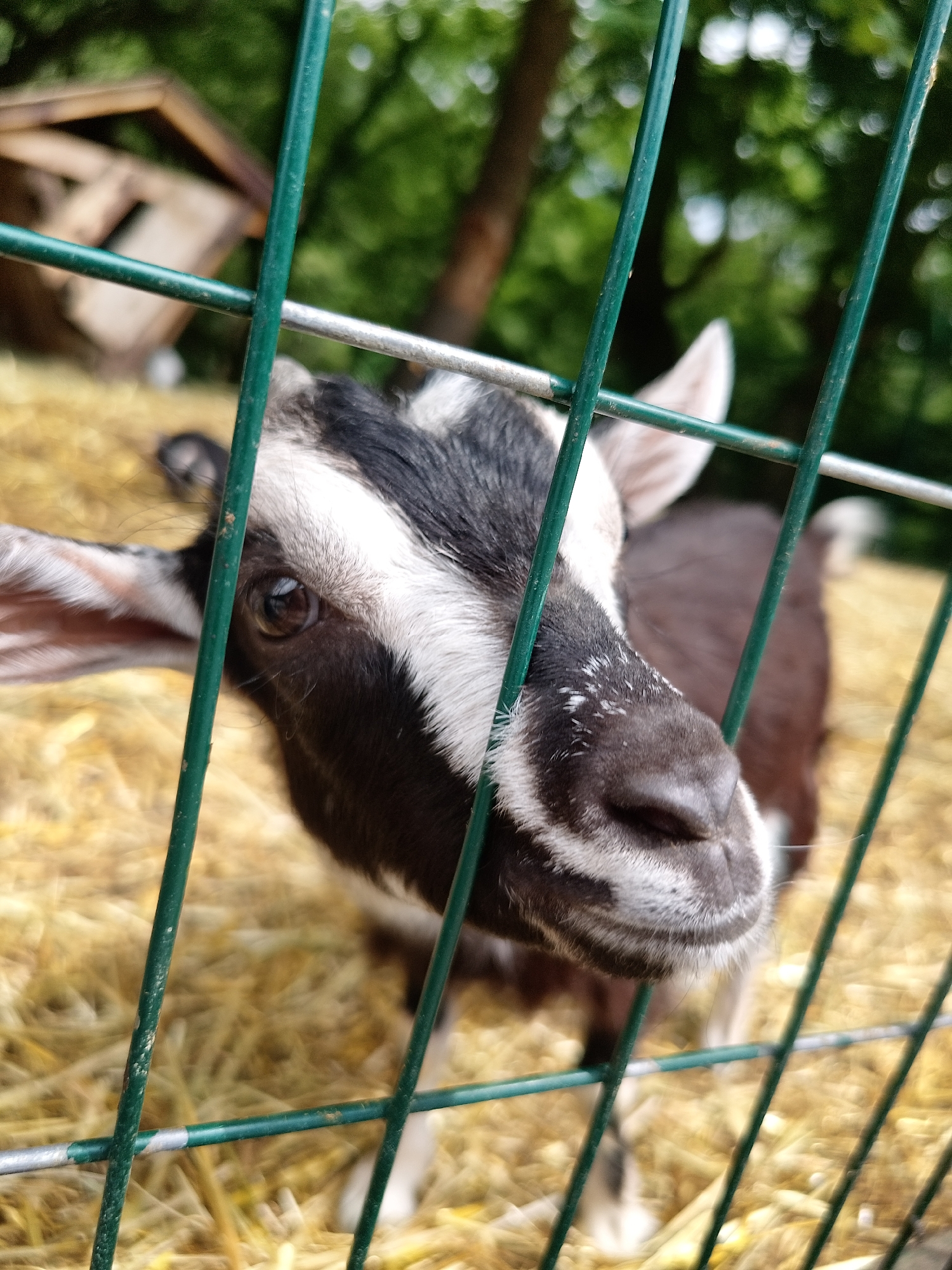 A close-up shot focuses on the face of a young goat seen through a green metal fence. The goat has black and white markings on its head, with a prominent white stripe running down its nose and forehead. Its eye is open and dark brown, with the pupil clearly visible. The goat's nose is slightly smudged with dirt or hay. The fence bars are green and slightly rusty in places.
Behind the goat, the background is blurred, with hints of straw or hay covering the ground. Further in the background, out-of-focus green foliage suggests an outdoor setting with trees. A wooden structure, possibly a small shelter or coop, is visible in the upper left corner. The overall impression is of a farm or petting zoo environment.
This image was captured in Sandanski, Bulgaria.