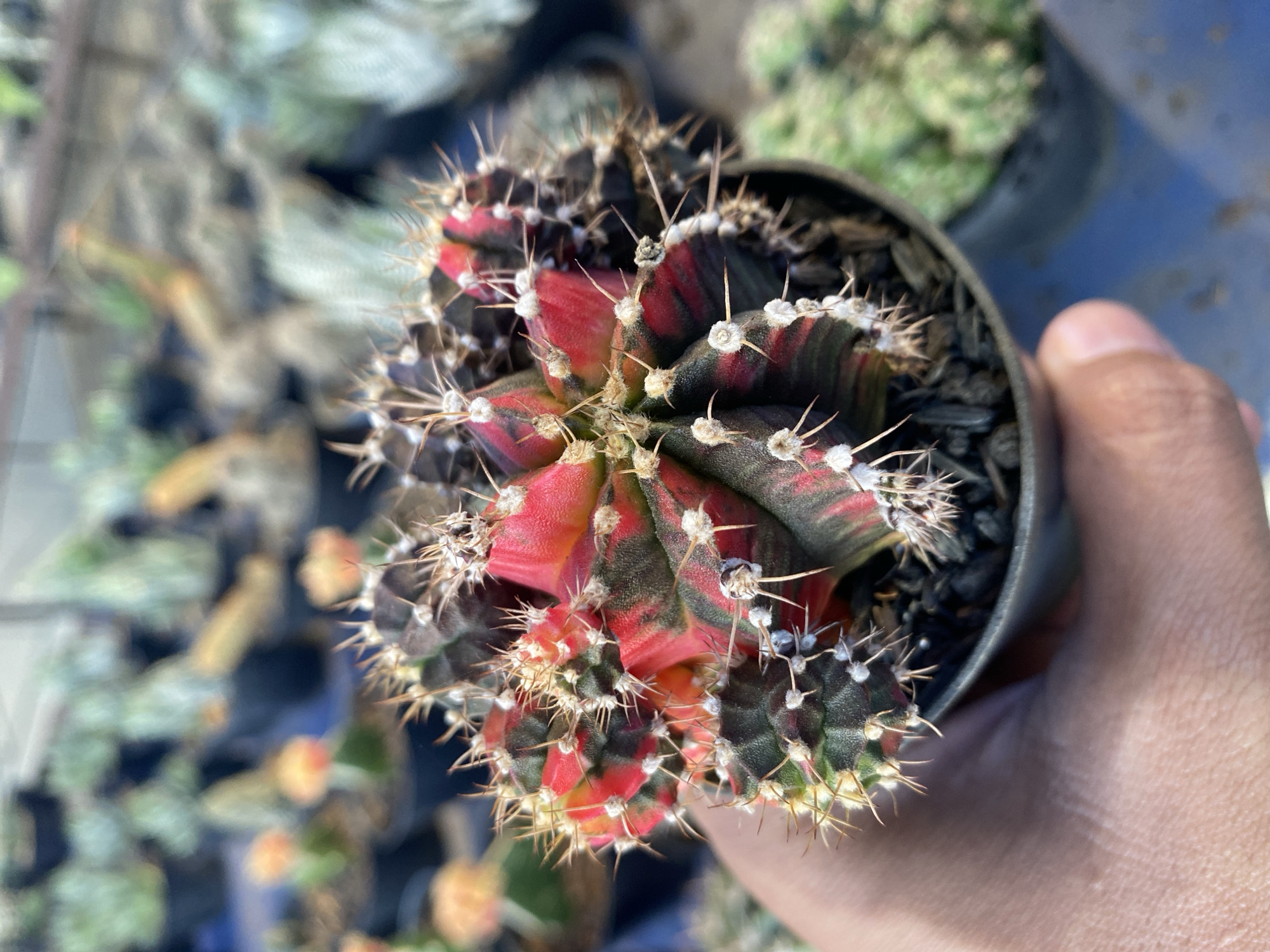 In Banjarejo, Indonesia, a hand gently holds a small, potted cactus. The cactus is a striking specimen with vibrant red and dark green stripes, its body covered in sharp, white spines. The pot is filled with dark mulch, and the background is blurred, showing a variety of other potted plants, suggesting a nursery or garden center.