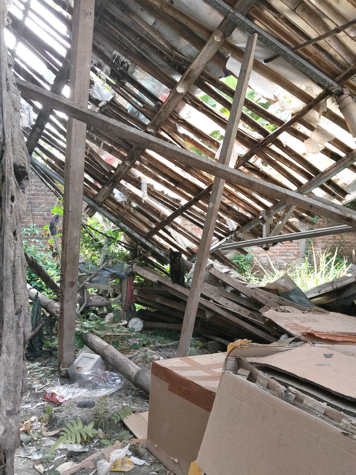 The image depicts the interior of a dilapidated structure, likely a former building, with a damaged wooden roof exposing the sky. Debris, including broken wooden planks, corrugated metal sheets, and various trash items like plastic bags and cardboard boxes, is scattered throughout the scene. Vegetation is growing amidst the ruins, indicating a lack of maintenance. In the middle right of the frame, a black cat is perched on a wooden beam, observing the surroundings. The background reveals a brick wall and more overgrown plants. The overall impression is one of abandonment and decay. This scene is located in the vicinity of Puskesmas Keboan, Indonesia.