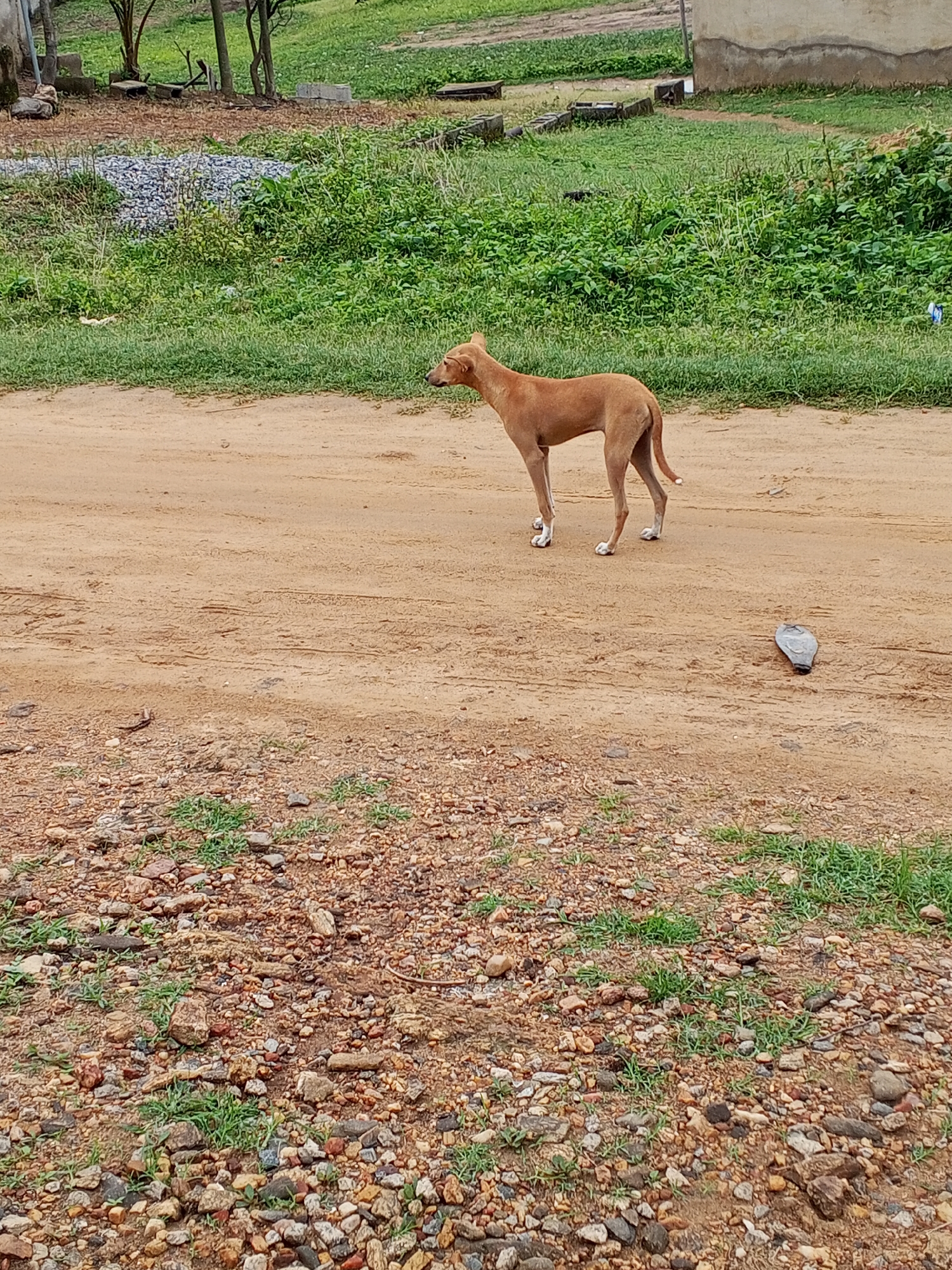 In Ashata, Nigeria, a medium-sized, tan-colored dog stands on a dirt road, facing left. The dog has white markings on its paws. To the right of the dog, on the same dirt road, lies a dark gray, flat, irregular-shaped object. The road is bordered on the left by green grass and vegetation. In the background, there is more lush green foliage, some trees, and a portion of a building. The ground in the foreground is covered in small stones and patches of grass.