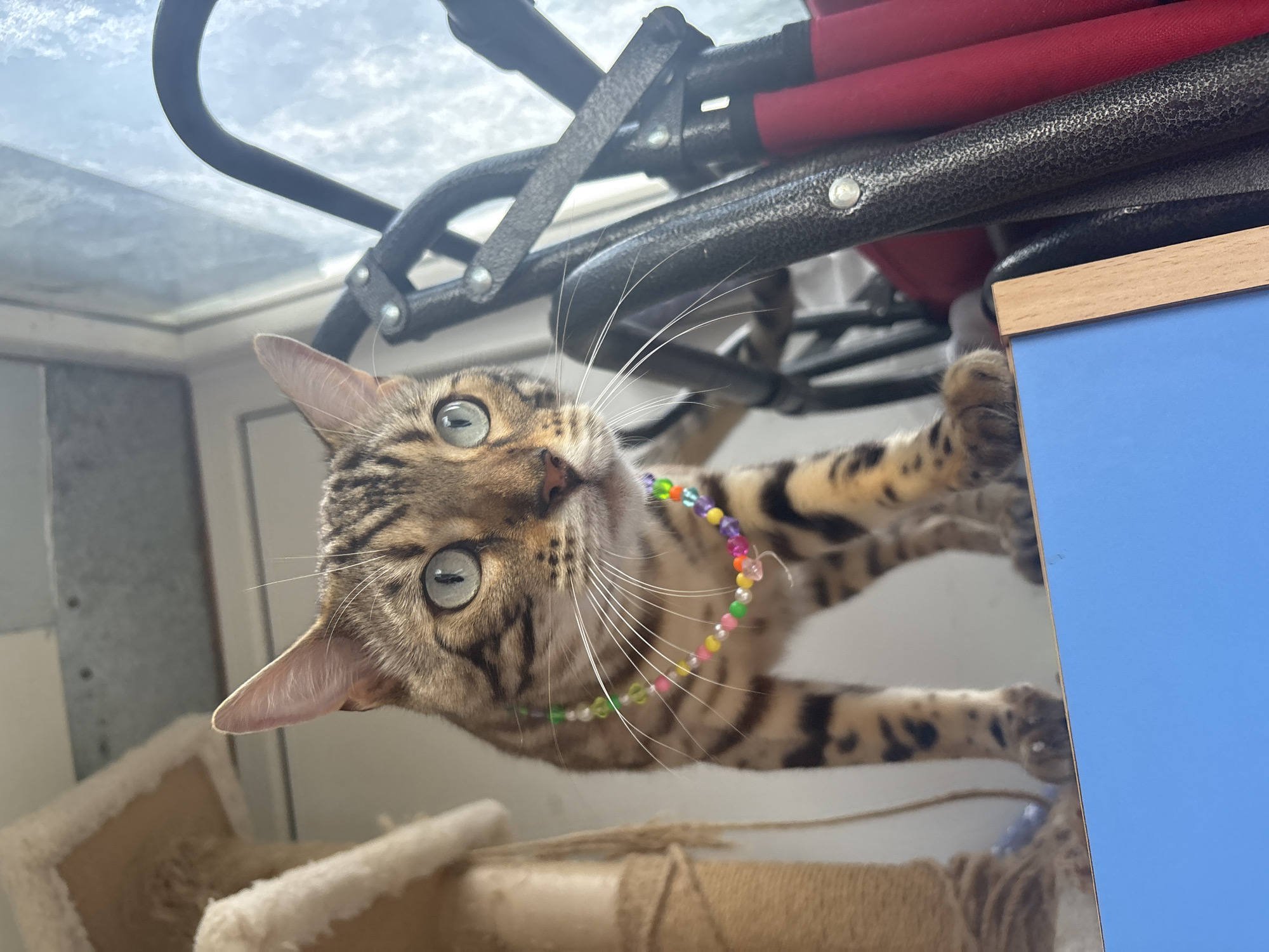The image shows a close-up of a Bengal cat wearing a colorful beaded necklace. The cat has distinctive spotted fur and striking green eyes. It is positioned on a blue surface, with a cat tree visible to the left and a metal object with red fabric to the right. The background appears to be a window with a cloudy sky. The scene is indoors, likely in a residential setting. There is no information available about the specific location within Noviy, Russia.