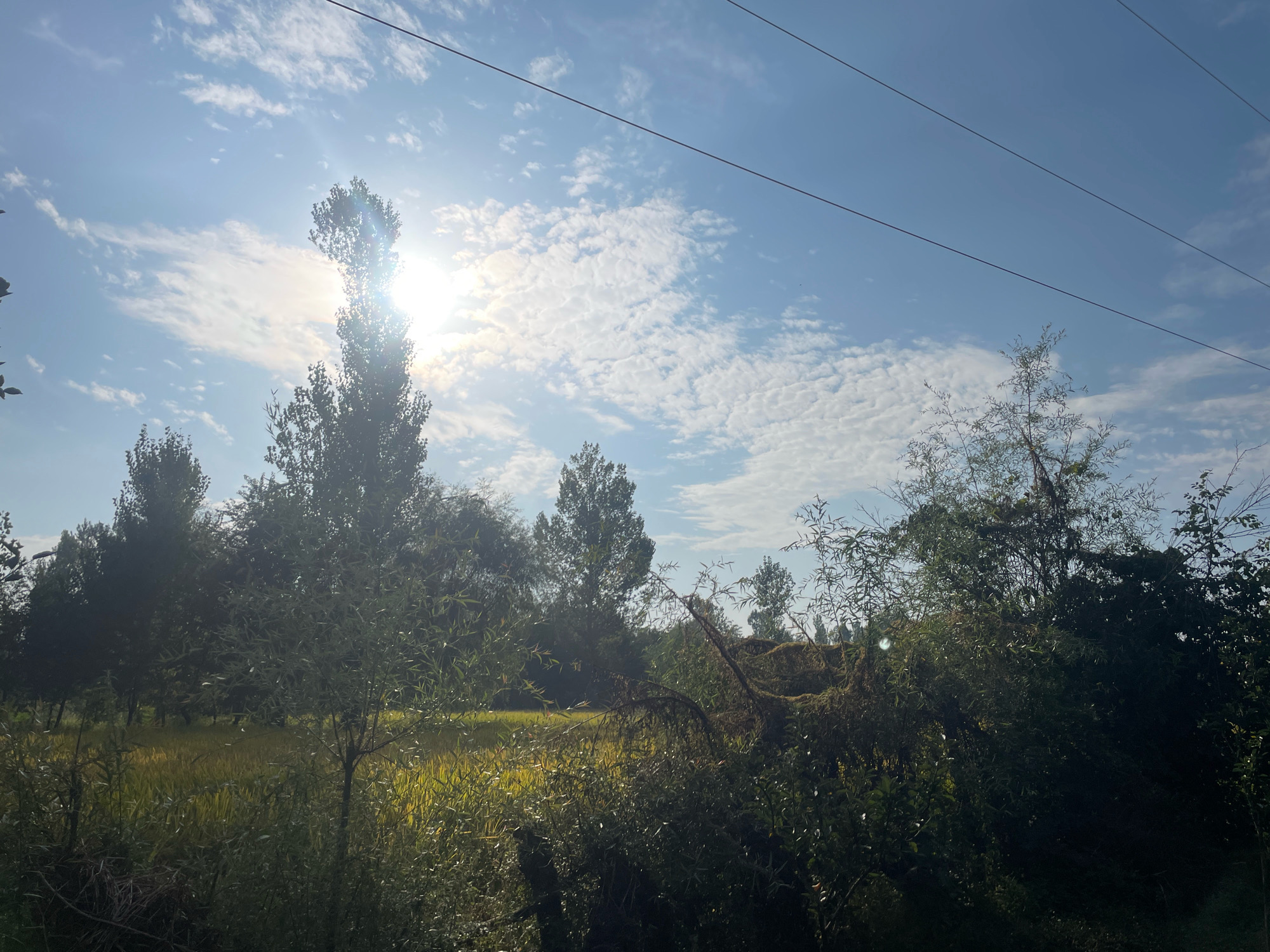 A sun-drenched landscape in Shelipora, India, features a field of golden crops bathed in the bright sunlight. Tall trees form a dark silhouette against the vibrant sky, which is dotted with fluffy white clouds. Overhead, power lines stretch across the frame, indicating the presence of infrastructure within this rural setting. The scene evokes a sense of natural beauty and tranquility.