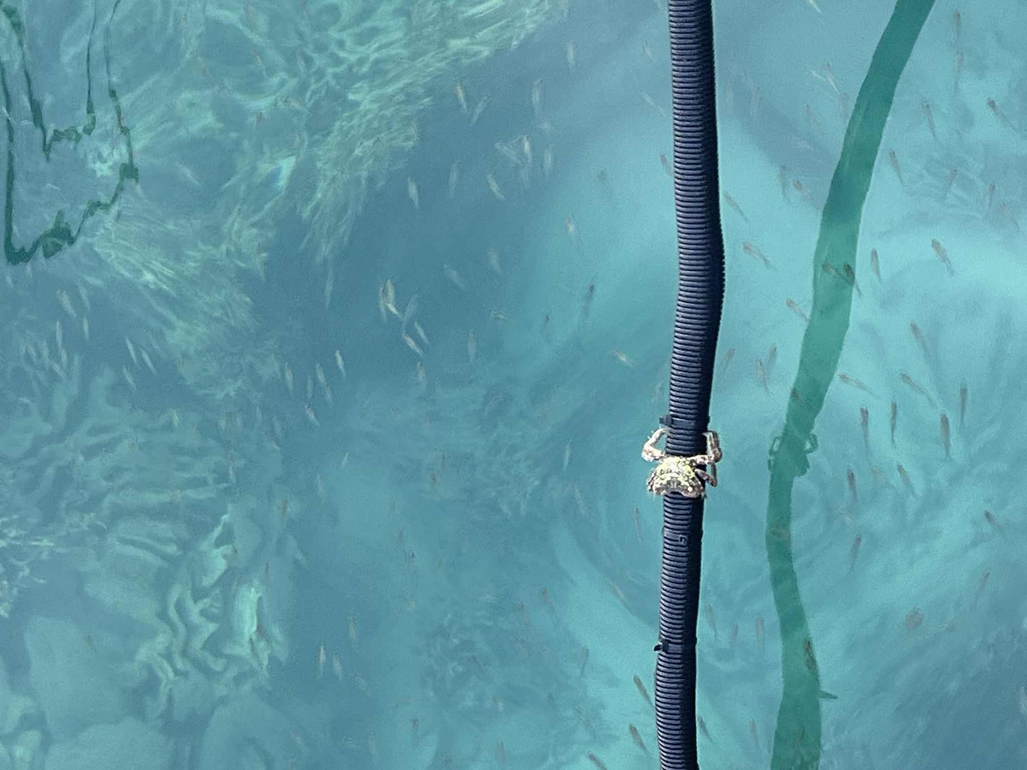 A crab is perched on a thick, dark, ribbed hose floating on the surface of clear, turquoise water. Numerous small fish are visible swimming beneath the water's surface, their forms blurred by the movement of the water and the refraction of light. The bottom below the water appears sandy with some irregular, rocky formations. The scene is likely captured in the shallow waters surrounding Karimunjawa, Indonesia, a popular destination known for its clear seas and abundant marine life.