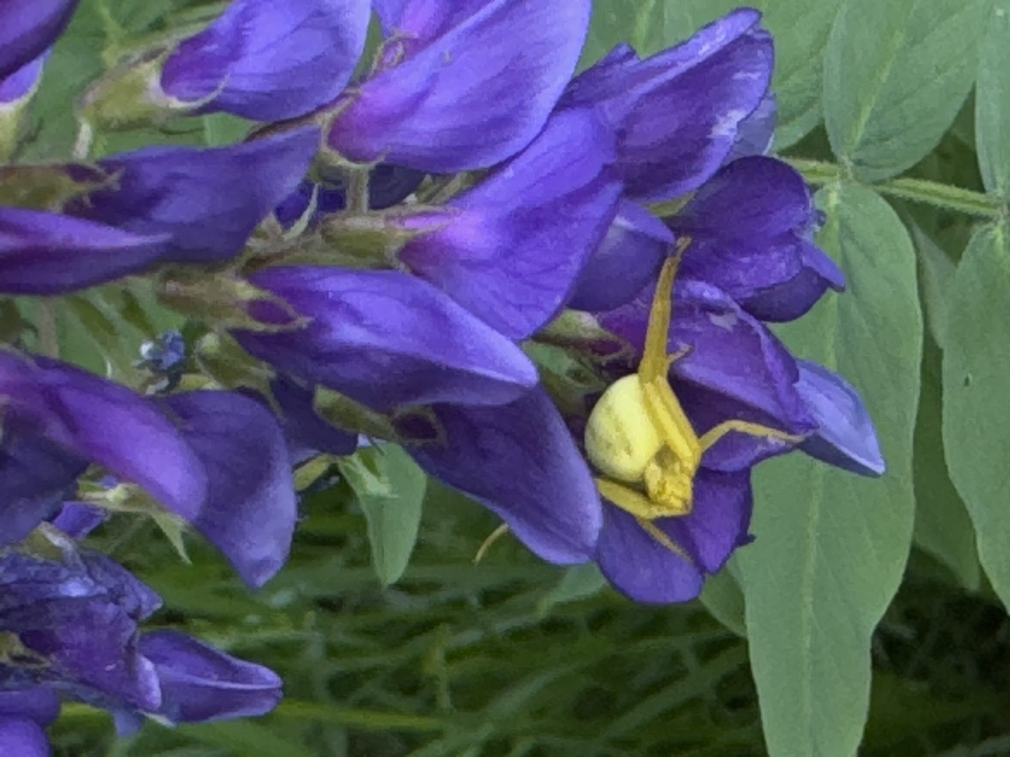 The image shows a close-up of a lupine flower, with vibrant purple petals clustered together. A bright yellow crab spider is positioned on one of the petals. Green foliage is visible in the background, creating a natural setting. The image was taken in the city of Chaikovsky, Russia.