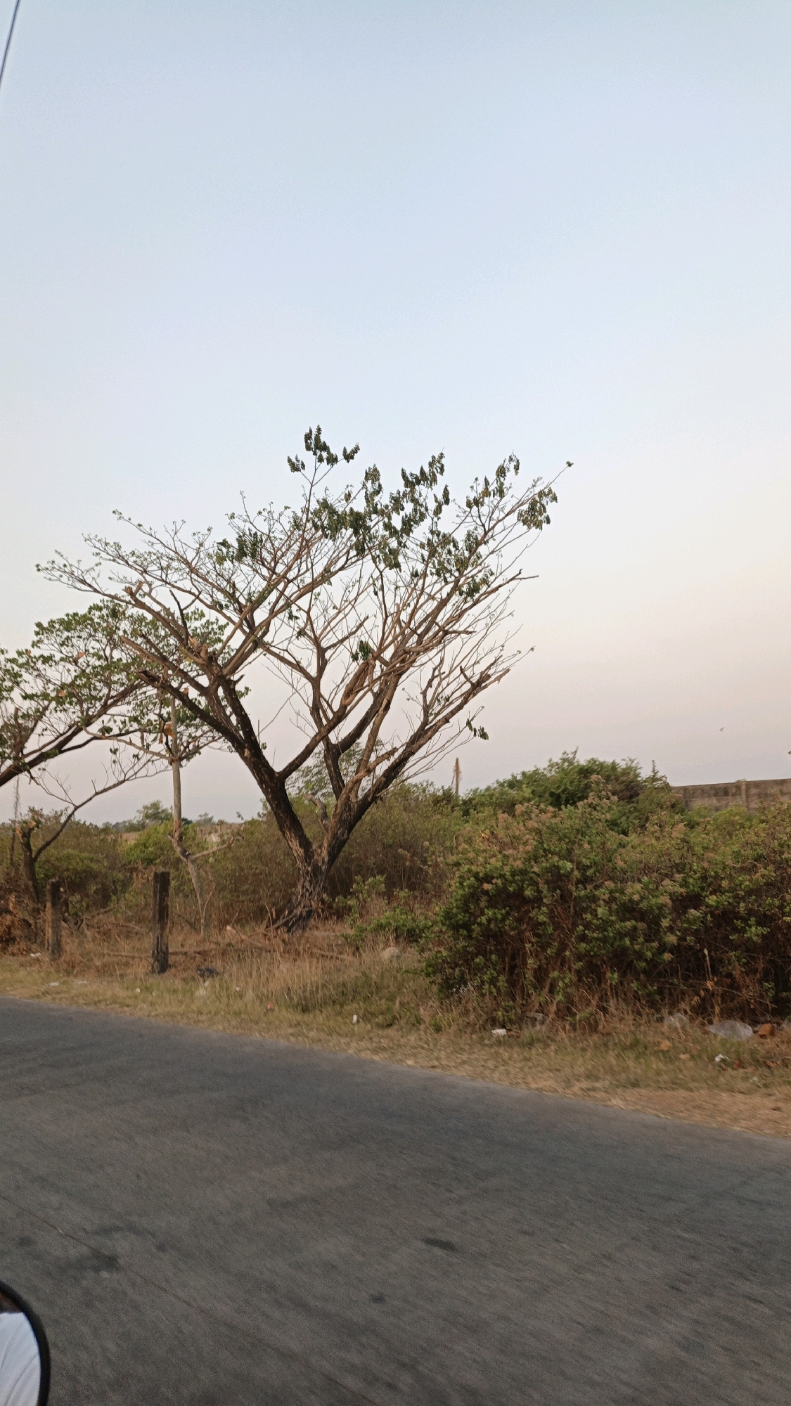 The image depicts a roadside scene in Jepara, Indonesia. The foreground shows a gray asphalt road, with the edge of a white object, possibly a vehicle, visible in the bottom left corner. The middle ground features dry grass and sparse vegetation, a weathered wooden post, and a large, bare-branched tree with some green leaves on its upper branches. Behind the tree, there are dense green bushes and a low, stone wall or embankment. The background is dominated by a pale, hazy sky, suggesting either early morning or late afternoon light. There are no people clearly visible in the image. The overall impression is one of a rural or semi-rural area.