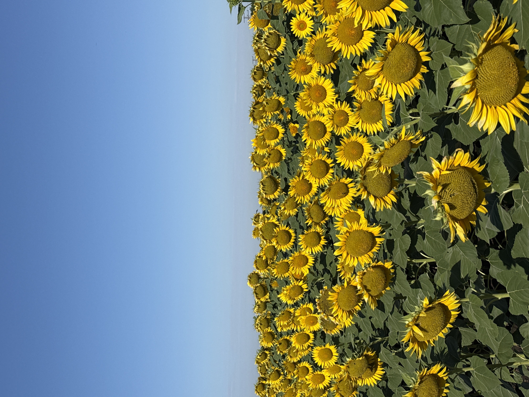 The image depicts a vast field of sunflowers under a clear blue sky. The sunflowers are in full bloom, with their large, yellow petals and brown centers facing various directions, some upwards towards the sun and others drooping slightly. The foreground and midground are densely populated with these flowers, their lush green leaves creating a thick carpet. In the far distance, the tops of some structures and possibly power lines are visible, suggesting the proximity of human settlement to the agricultural landscape. The scene is devoid of any people, animals, or vehicles. The overall impression is one of natural beauty and agricultural abundance. This image could be located in a rural area surrounding Burgas, Bulgaria, known for its agricultural lands and sunflower cultivation.