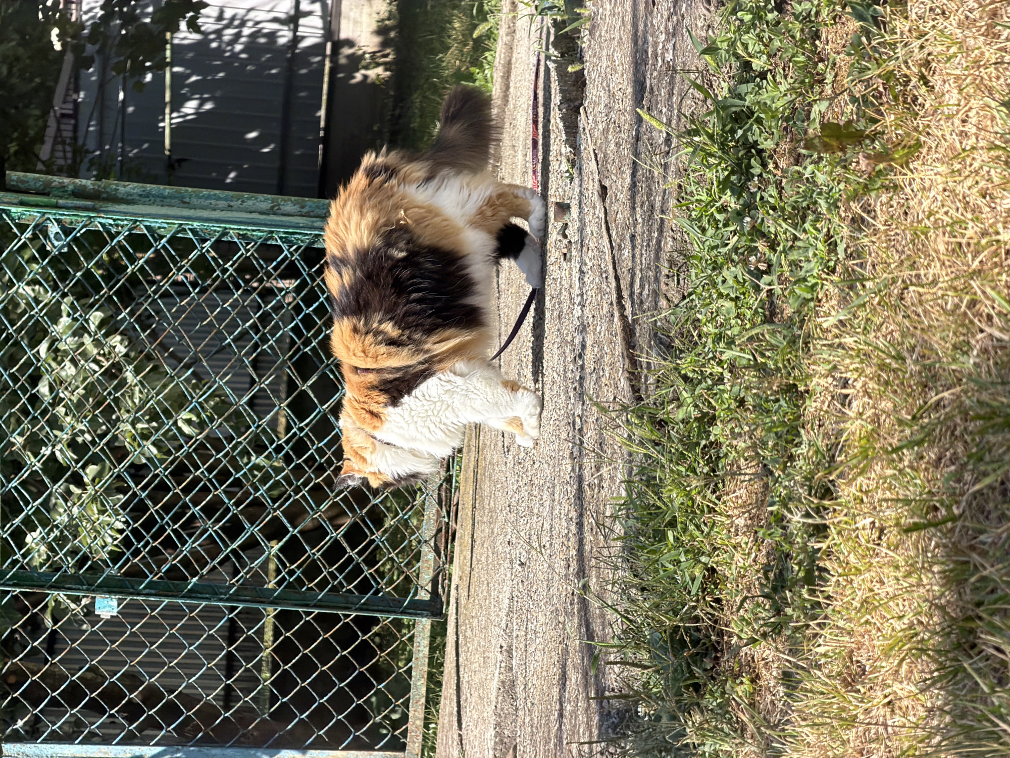 A calico cat is walking on a concrete path in front of a green metal fence. The cat is predominantly white with patches of orange and black. It is wearing a red harness and a leash is visible. The ground is a mix of concrete and grass. In the background, there is foliage and a dark-colored structure. The lighting suggests it is daytime. The location is Unknown, Unknown.