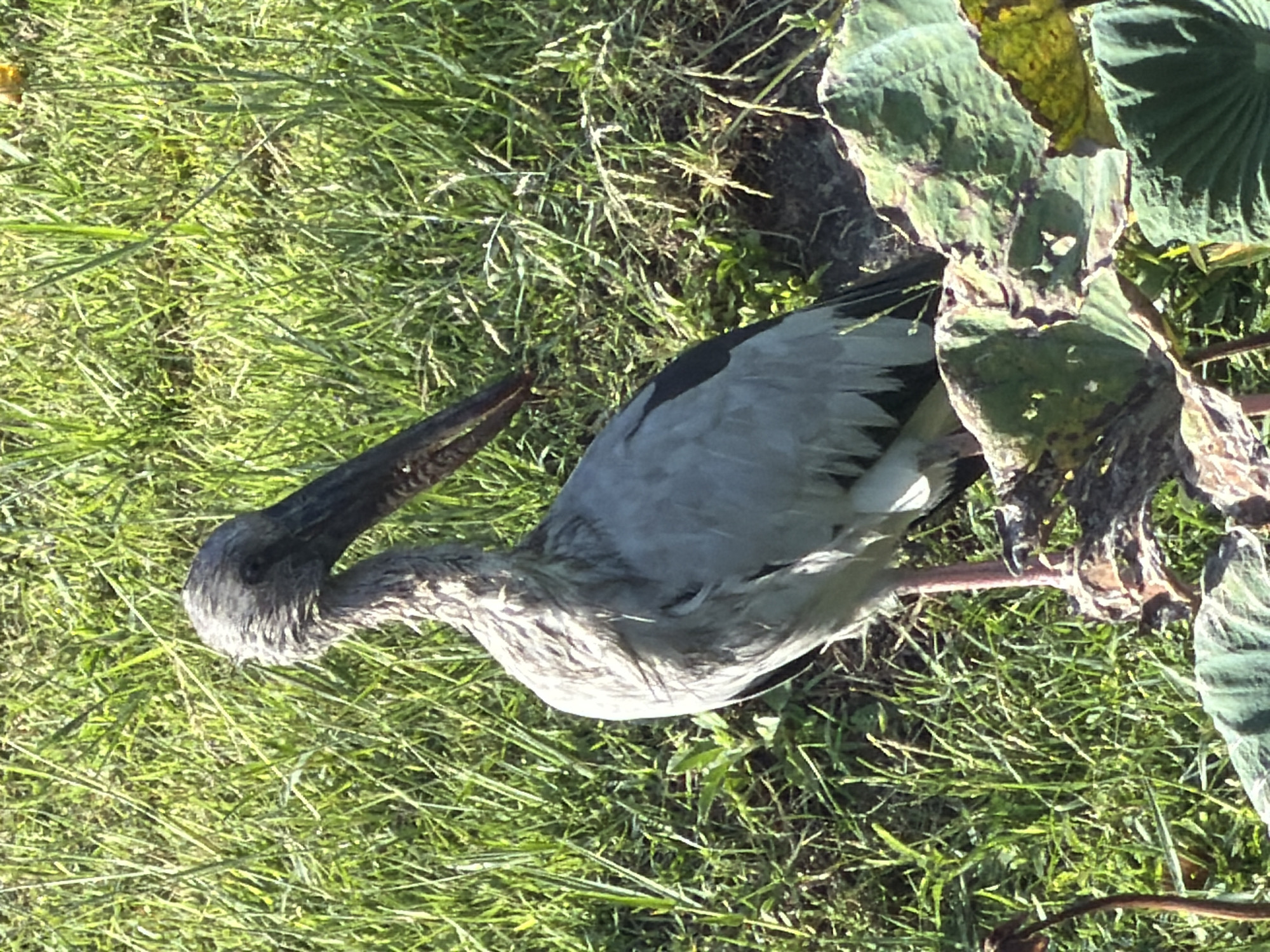 A grey heron stands in a grassy area with lotus leaves in the foreground. The heron is facing right, with its long beak pointing downwards. The background is filled with green grass.
