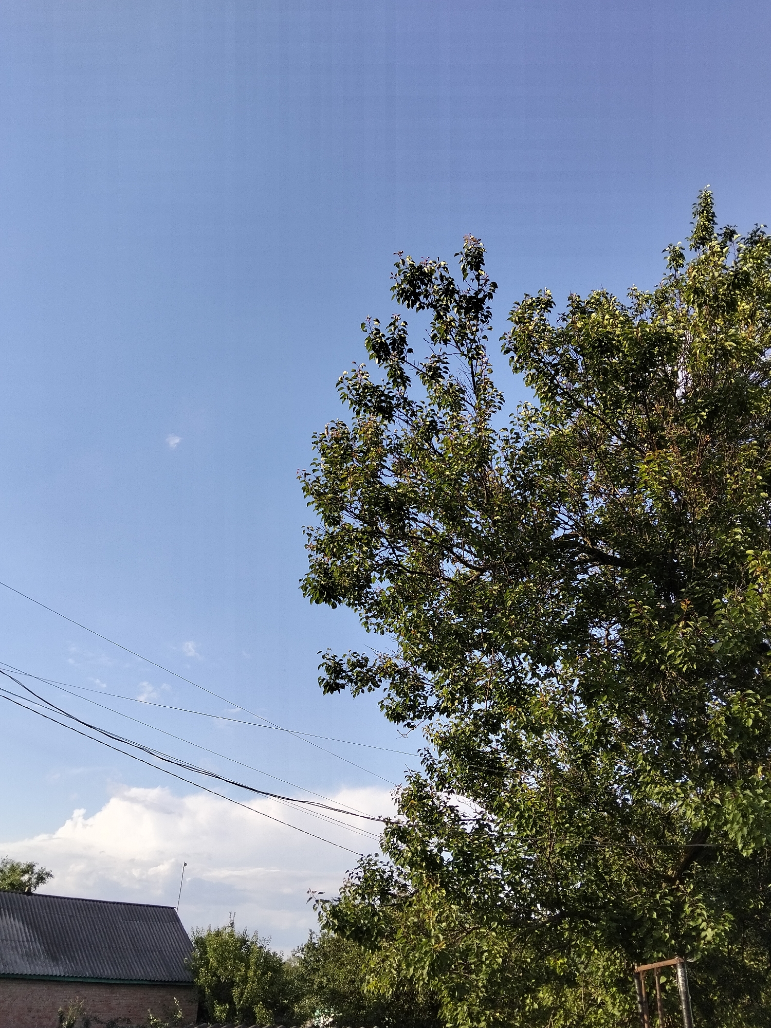 This media file depicts an outdoor scene under a bright, clear blue sky with scattered white clouds. The dominant subject is a large, leafy green tree occupying the right half of the frame, its branches reaching upwards. In the lower left corner, the dark, corrugated roof of a building is visible, along with a brick wall. Several dark power lines crisscross the sky in the middle ground. The lighting suggests it is daytime, likely midday or afternoon, with the sun casting illumination from the right. There are no people or animals visible, and no specific activity is taking place. The scene appears to be a rural or semi-rural setting, possibly a backyard or a field, consistent with the provided location context of Ustyvytsia, Ukraine. The overall mood is serene and natural, with a focus on the expansive sky and the lush foliage of the tree.