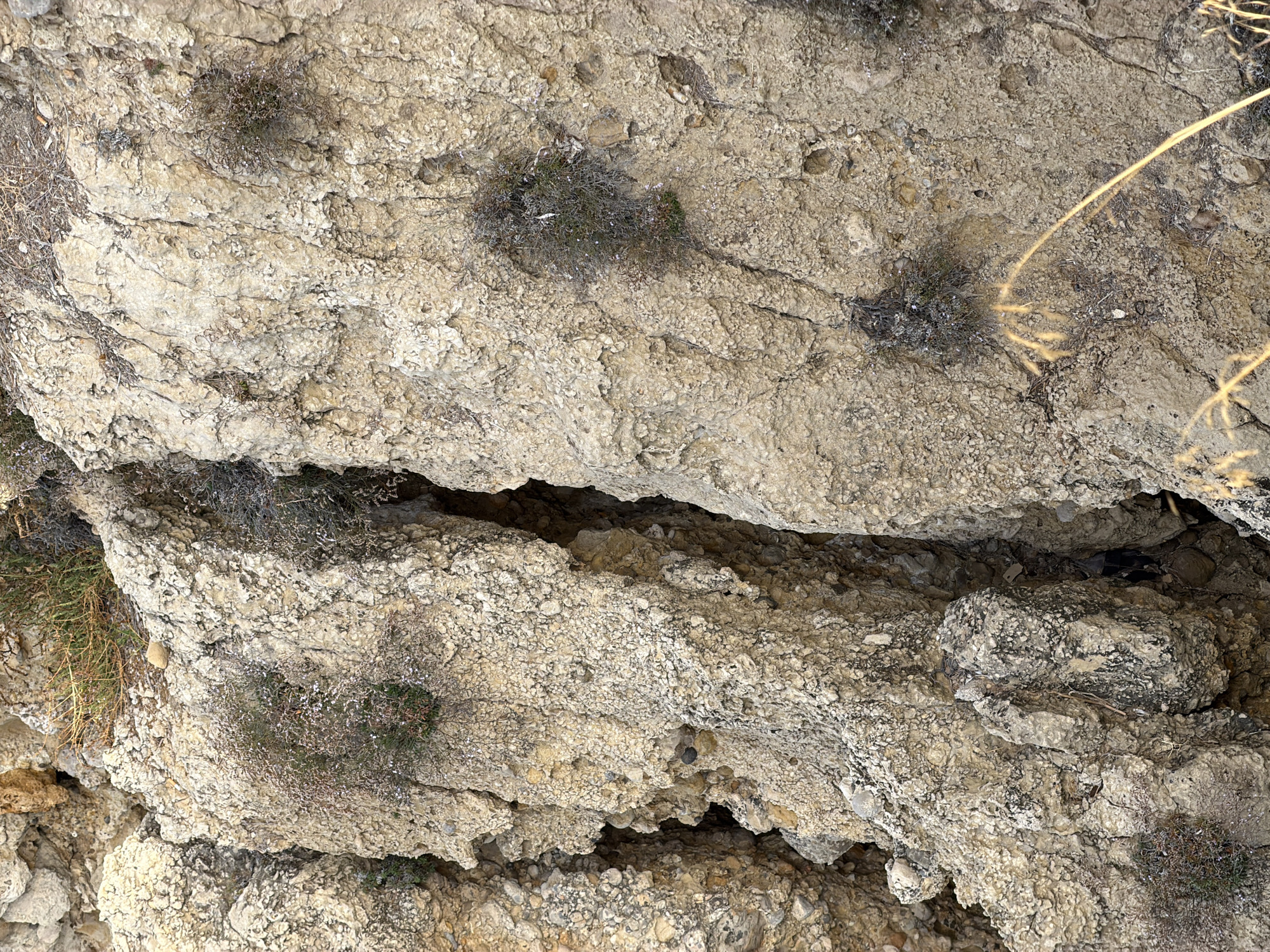 The image shows a close-up of a rock face with a deep crevice. The rock is light brown and textured, with small pebbles and bits of vegetation growing out of it. There are sparse clusters of dry, brown plants with small white flowers visible in several places on the rock. The overall environment appears to be arid and rocky. This location is the rocky coastal area of Calvià, Spain, specifically near the cliffs.
