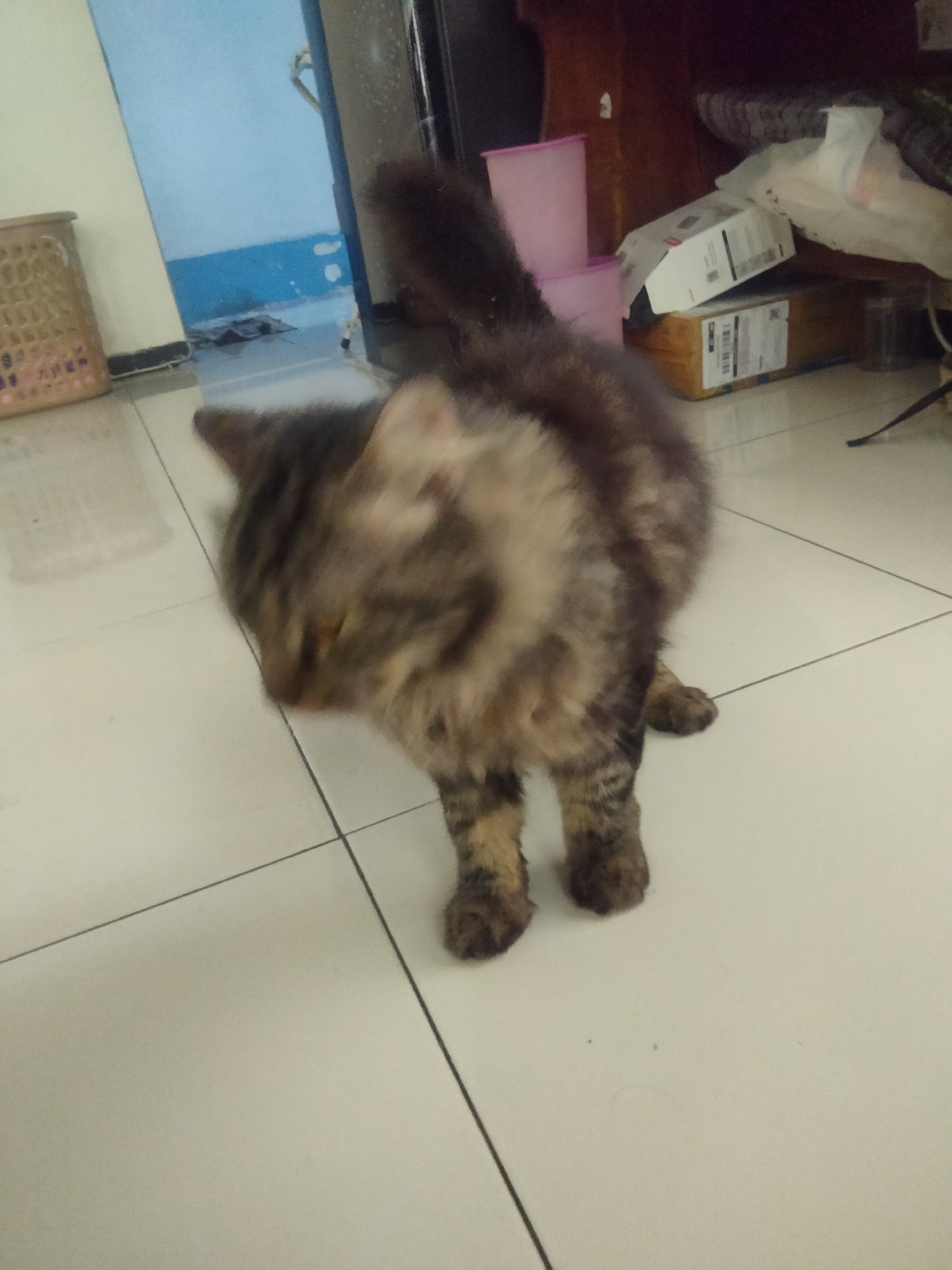 A fluffy brown tabby cat stands on a tiled floor. The cat is facing left, with its head bowed. The background shows a partially visible basket, a doorway with blue walls, and some stacked boxes. This appears to be an indoor domestic setting, possibly in Ketapanrame, Indonesia, given the available context.