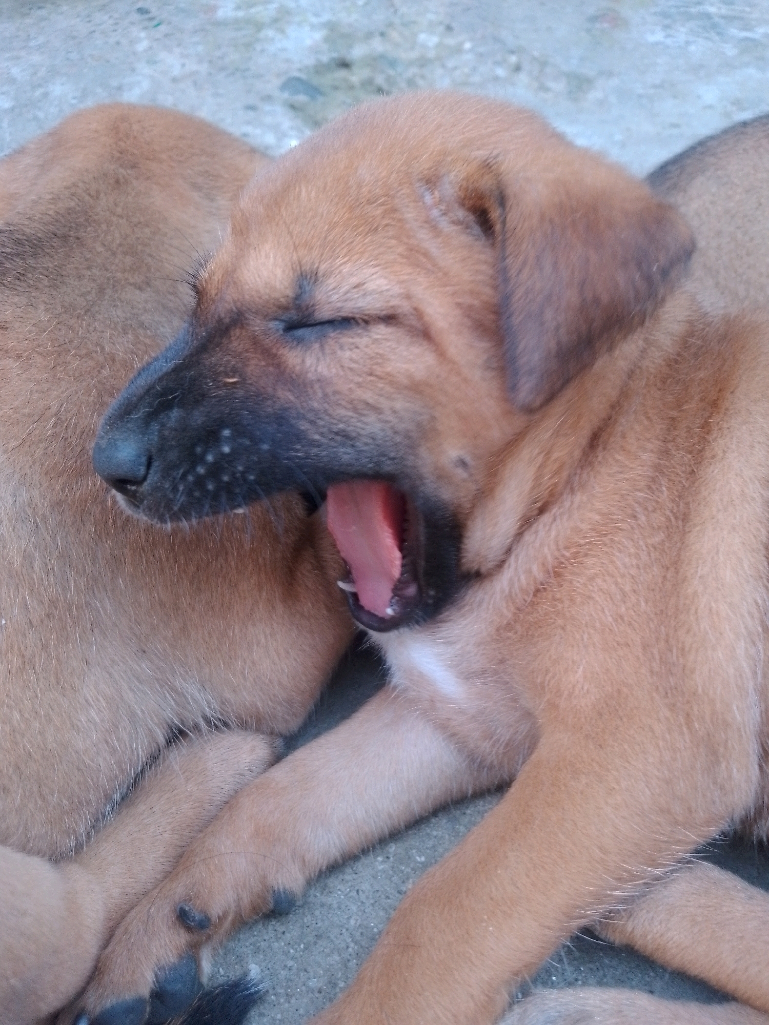 A close-up, medium shot captures two light brown puppies resting on a gray, textured surface. The puppy in the foreground is captured mid-yawn, its mouth wide open revealing its pink tongue and teeth. Its eyes are closed, and its head is tilted slightly. The other puppy is partially visible behind it, its body tucked close to the first. The background is blurred, indicating a shallow depth of field. The scene appears to be outdoors, with the ground suggesting a pavement or rough concrete. The lighting is natural, casting soft shadows. The image was taken in Siliguri, India.