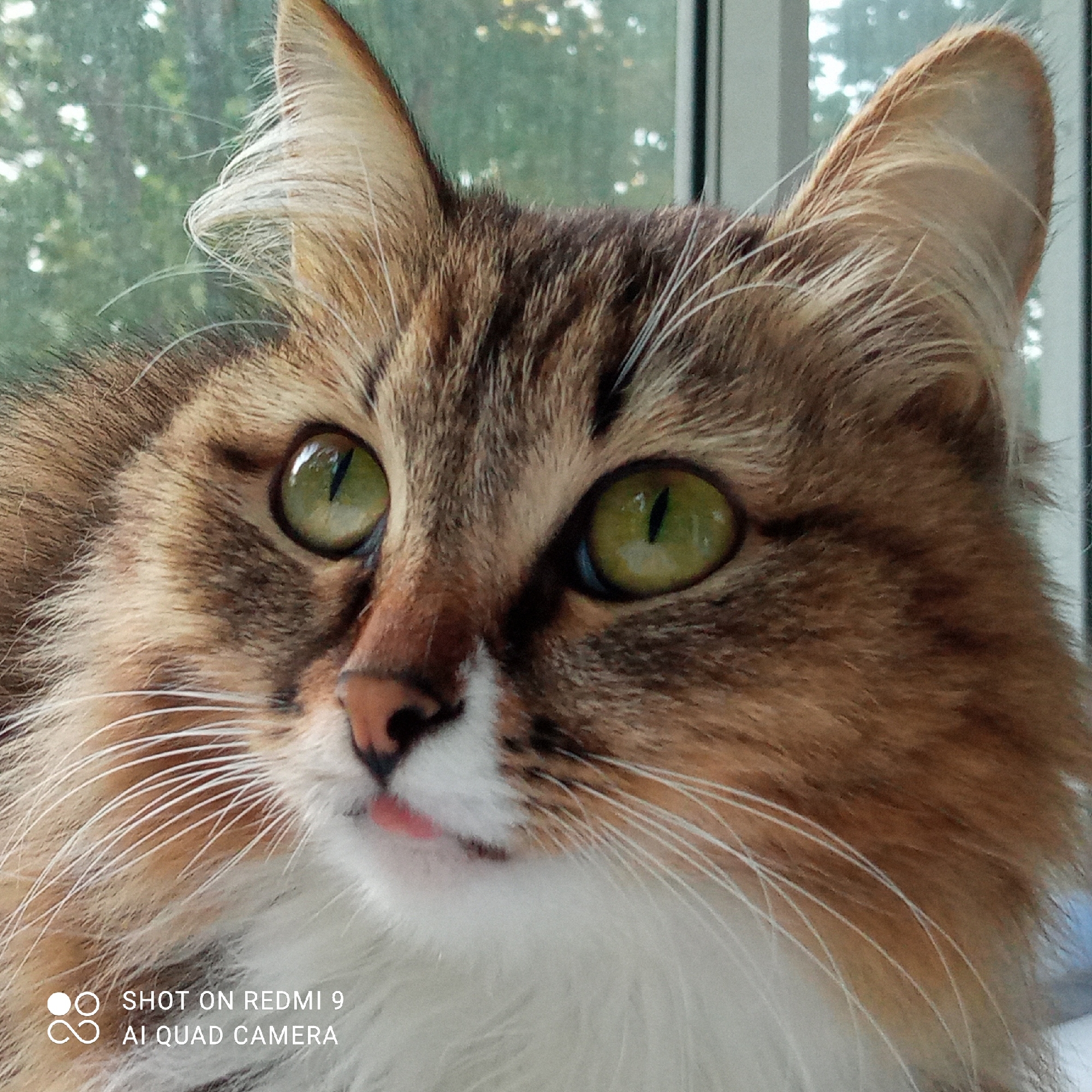 A close-up, eye-level, medium shot shows the face of a long-haired tabby cat with green eyes and a white chest patch. The cat's head is turned slightly to the left, with its pink tongue peeking out from its mouth. The background is blurred, showing green foliage and a hint of a window frame. The image includes a watermark in the lower left corner: "SHOT ON REDMI 9 AI QUAD CAMERA". The cat is positioned indoors, near a window, and the natural light suggests it is daytime. The location is identified as Chaikovsky, Russia.