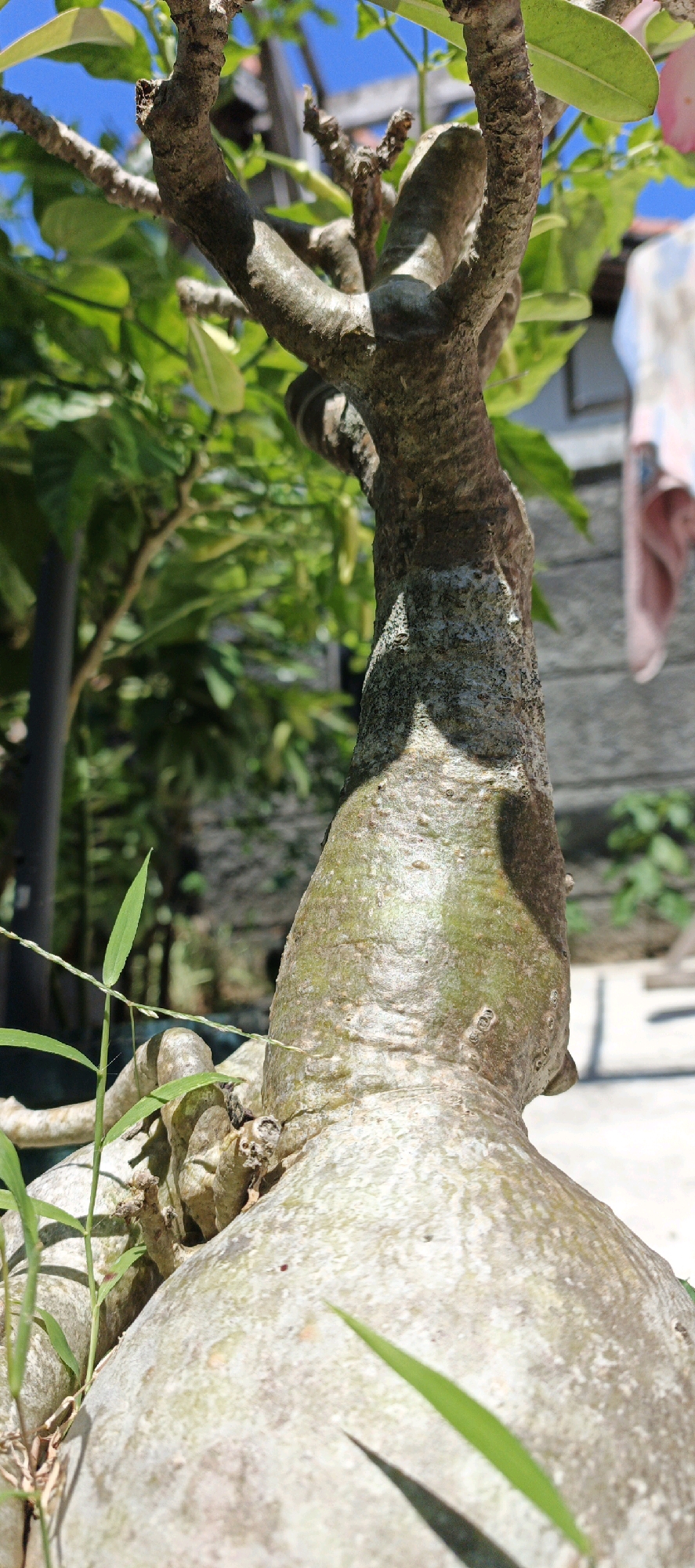 The image shows a close-up of a plant's trunk and branches. The trunk is thick and bulbous at the base, tapering upwards into gnarled branches. The bark is rough and textured, with patches of green and gray. Several leaves are visible, some a vibrant green, others lighter. In the background, out of focus, are more green foliage, a glimpse of a blue sky, and what appears to be a wall or building. A piece of fabric, possibly a towel or clothing, is hanging in the upper right corner of the frame. There are no people or animals visible in the image. The lighting suggests it is daytime, with sunlight casting shadows on the trunk. The overall scene appears to be outdoors, likely in a garden or natural setting. While specific location details within Sukawati, Indonesia, are not explicitly discernible from the image itself, the context suggests an outdoor environment common in such locales.