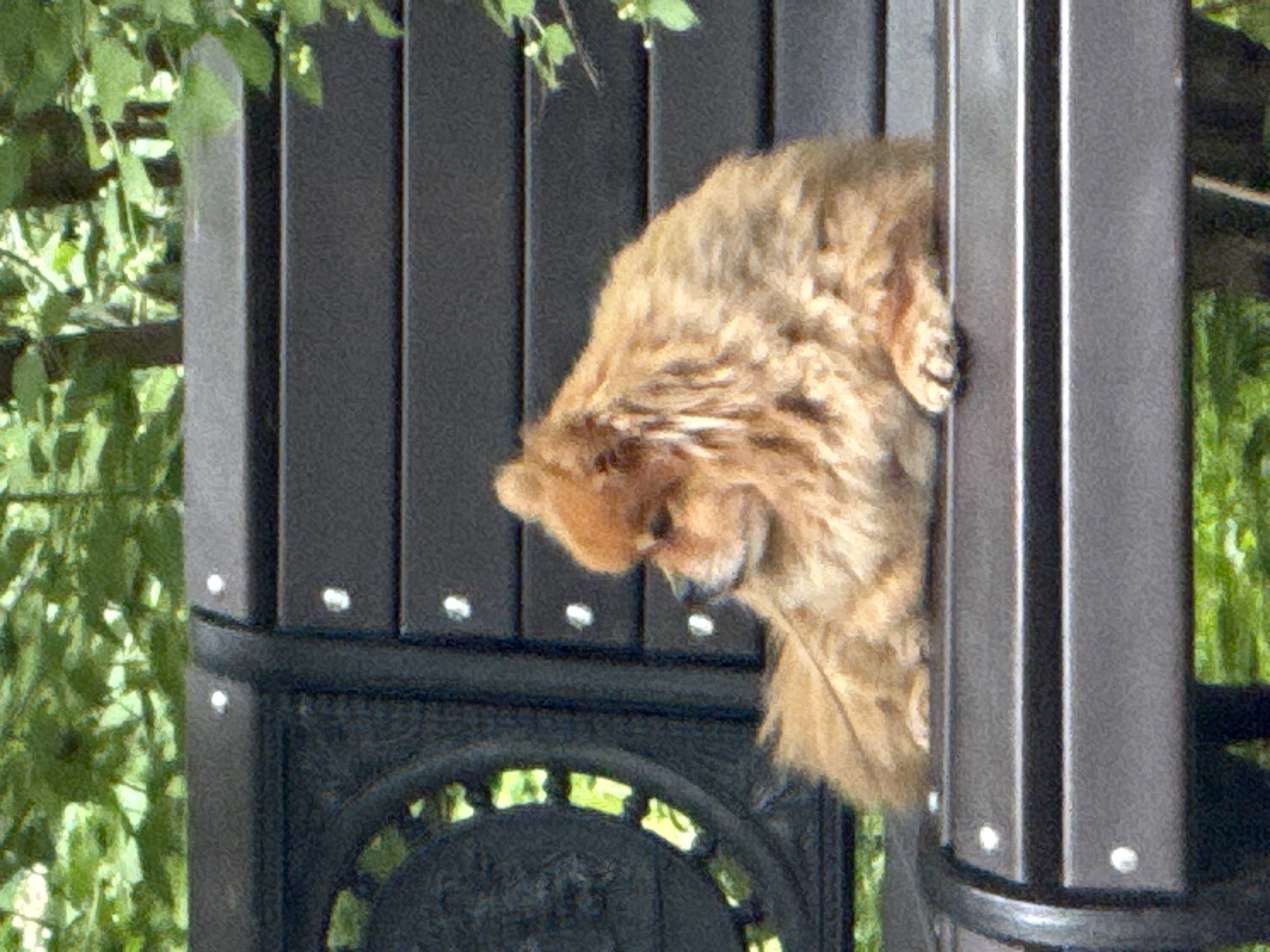 A small, fluffy, light brown dog sits on a dark metal park bench. The dog is positioned on the right side of the bench, facing left and slightly downwards. Its fur is long and appears somewhat tousled. The bench has horizontal slats and decorative metalwork on the left side, possibly part of an armrest or back support. Behind the bench, lush green foliage is visible, suggesting an outdoor park or garden setting. The lighting appears to be natural daylight.