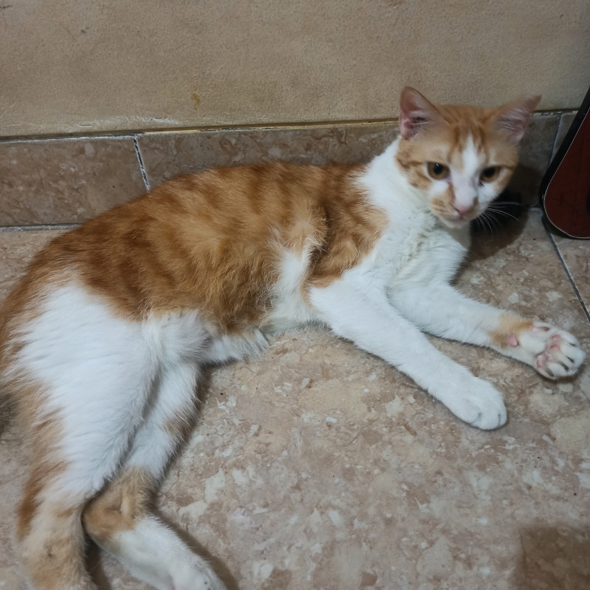 An orange and white cat lies on its side on a tiled floor, with its head turned to the right and its eyes partially closed. The cat is mostly white on its underside and legs, with orange tabby markings on its back and head. Its paws are visible, with pink pads. The floor tiles are a mottled beige and brown color. In the background, a beige wall is visible, with a darker object, possibly a guitar case, to the right of the cat. The lighting is dim, suggesting an indoor setting.