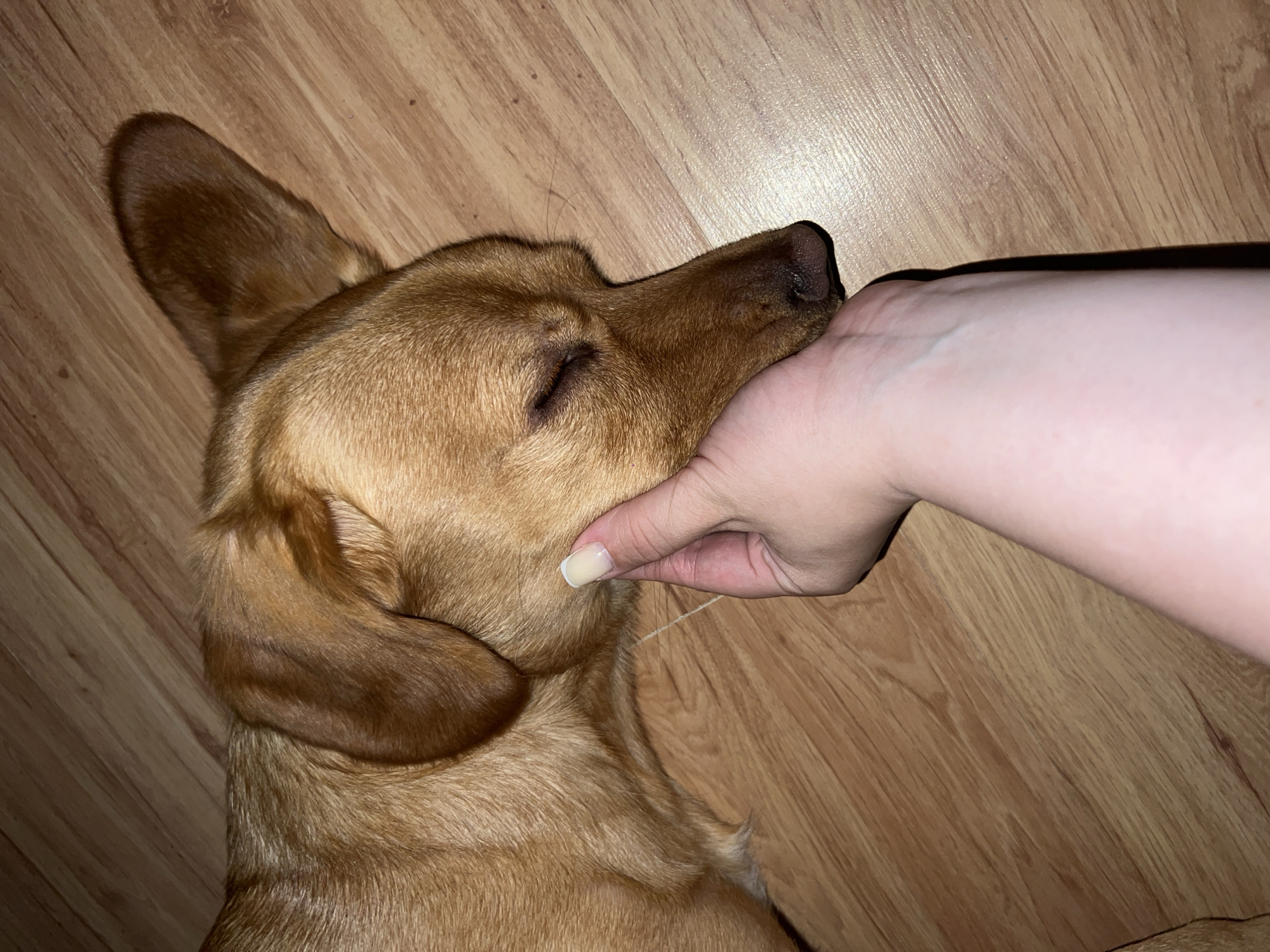 A light brown dog is lying on a wood floor. A person's hand is resting on the dog's face. The dog's eyes are closed. The dog's nose is dark brown. The person's fingernails are painted. The background is a wood floor. There is no indication of the location being Chaikovsky, Russia.