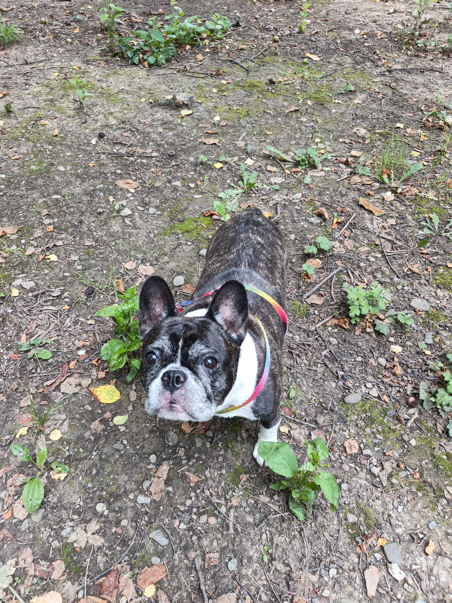 A brindle French bulldog with distinctive white markings around its face and chest stands on a dirt path in what appears to be a wooded area. The dog is wearing a harness with rainbow-colored straps. The ground is covered with dirt, small stones, fallen leaves in shades of brown and yellow, and scattered green vegetation. The lighting suggests it is daytime, likely overcast or shaded, as there are no strong shadows. The dog is looking directly at the camera with a curious expression. The overall setting is natural and outdoors, possibly a park or trail.