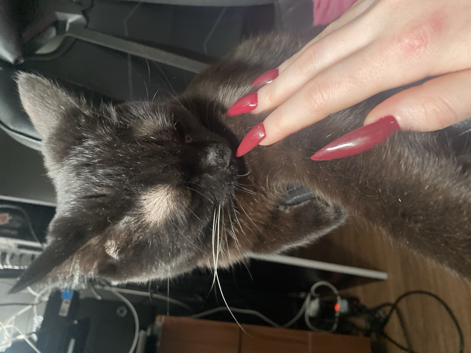 A close-up indoor shot shows a black cat lying down while being petted by a person's hand. The person has long, dark red stiletto nails. The background includes what appears to be a desk with computer equipment and cables. There is no information in the image to confirm that this is in Izhevsk, Russia.