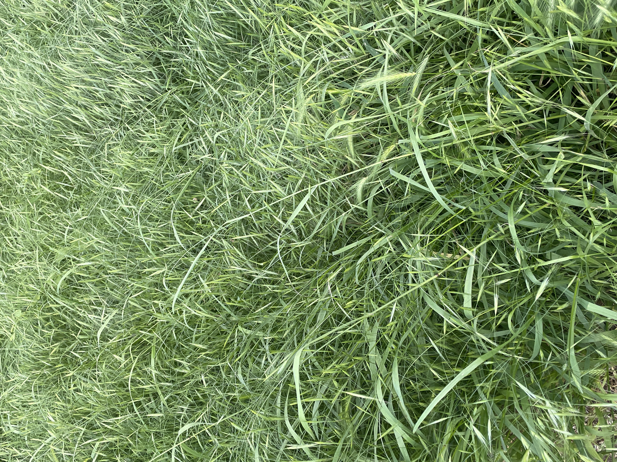 The image shows a patch of dense, overgrown grass in an unknown location. The grass blades are mostly green, with some areas appearing lighter and more yellowed. The grass is lying in a disarrayed manner, possibly due to wind or external disturbance. Some seed heads are visible amidst the grass.