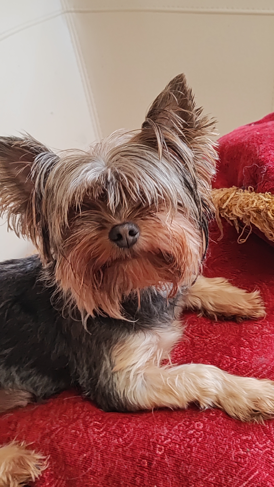 A close-up, eye-level shot shows a Yorkshire Terrier dog lying on a red textured surface. The dog is facing the camera, with its head tilted slightly. Its fur is a mix of gray, black, and tan colors, with longer hair covering its eyes and face. The dog's ears are pointed upwards. The red surface appears to be a blanket or upholstery, with a distressed fabric detail on the right side of the frame. The background is out of focus, showing a light-colored wall with subtle textured lines. The scene is indoors, and there is no indication of the city of Sochi, Russia.