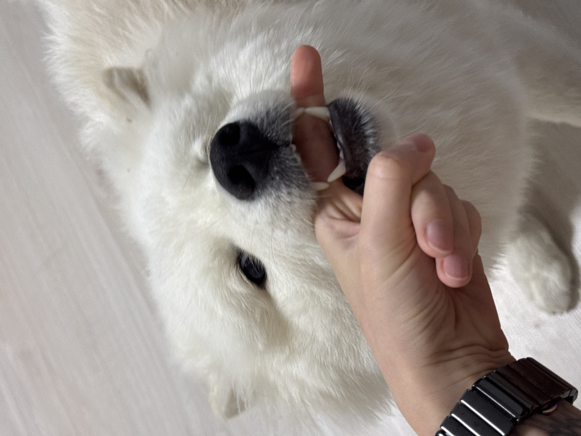 A white Samoyed dog is lying on a light-colored, possibly wooden, floor. A person's hand is positioned inside the dog's mouth, with one finger between the dog's teeth. The dog's nose and teeth are visible. The person is wearing a dark-colored watch with a metallic band. The image appears to be taken from a close-up perspective. The location is unknown.