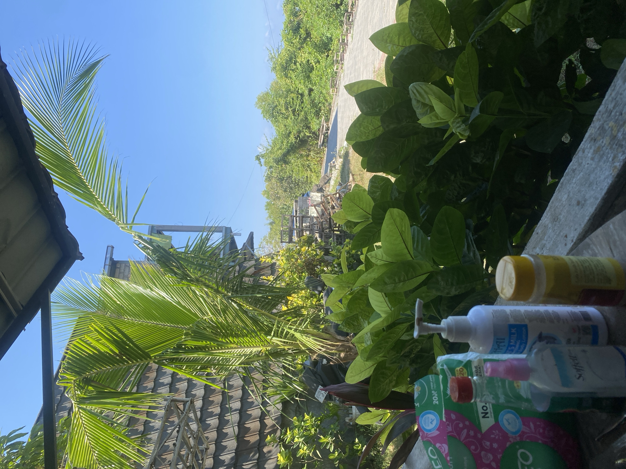 The image, taken from a shaded vantage point looking out towards a bright sky, depicts a tropical outdoor scene. In the foreground, on a wooden surface, are several personal care products: a pink and green package with circular patterns and text partially visible, a clear bottle with a red cap, a small pink spray bottle labeled "Soffell," a white pump bottle labeled "Sitti's Milk & Body Lotion," and a yellow-capped bottle. Behind these items, lush green foliage dominates the mid-ground, with large, broad leaves in the immediate front and taller, more slender leaves from a palm tree arching upwards. In the background, a tiled roof of a building is visible to the left, and a paved pathway winds through dense green vegetation. The sky is a clear, vibrant blue. This scene is consistent with an outdoor area in Kuta Selatan, Indonesia, likely a residential or guesthouse setting, given the presence of personal care items and the tropical flora.