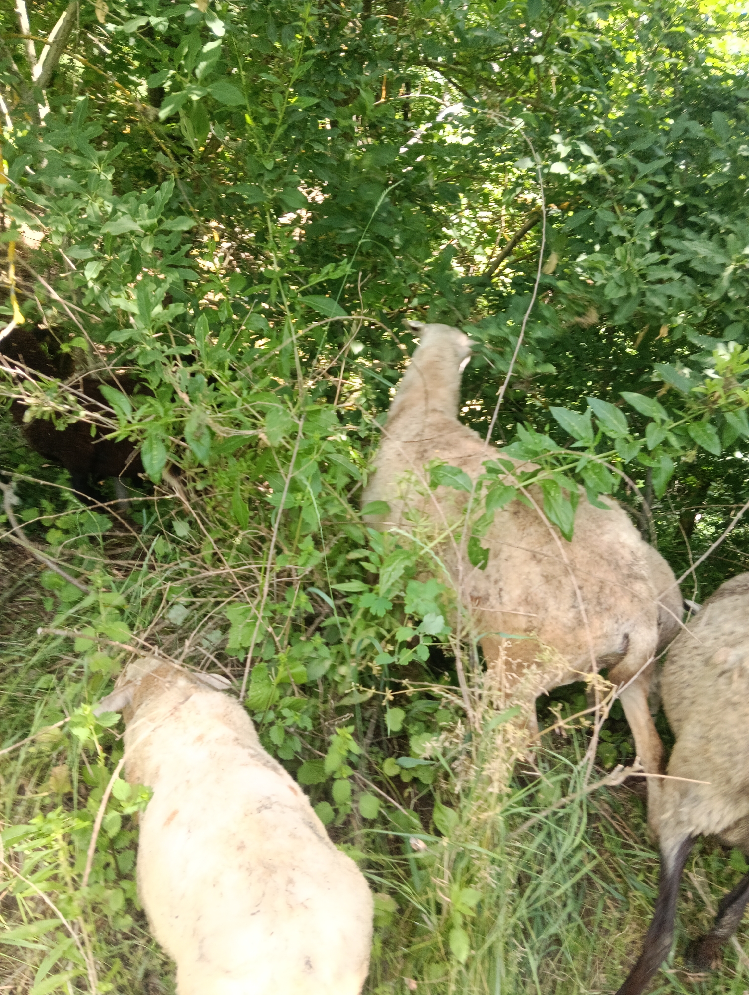 In an outdoor, overgrown environment with lush green foliage and grass, a light-colored sheep is partially visible in the foreground, facing away from the camera. Its wool appears to be a dirty white or tan color. Further back and to the right, another sheep is seen from behind, also light-colored. To the left, a dark-colored animal, possibly another sheep or a goat, is mostly obscured by the dense vegetation. The scene suggests a natural habitat, possibly a field or a wooded area, with branches and leaves dominating the background. The lighting indicates it is daytime, with dappled sunlight filtering through the leaves.