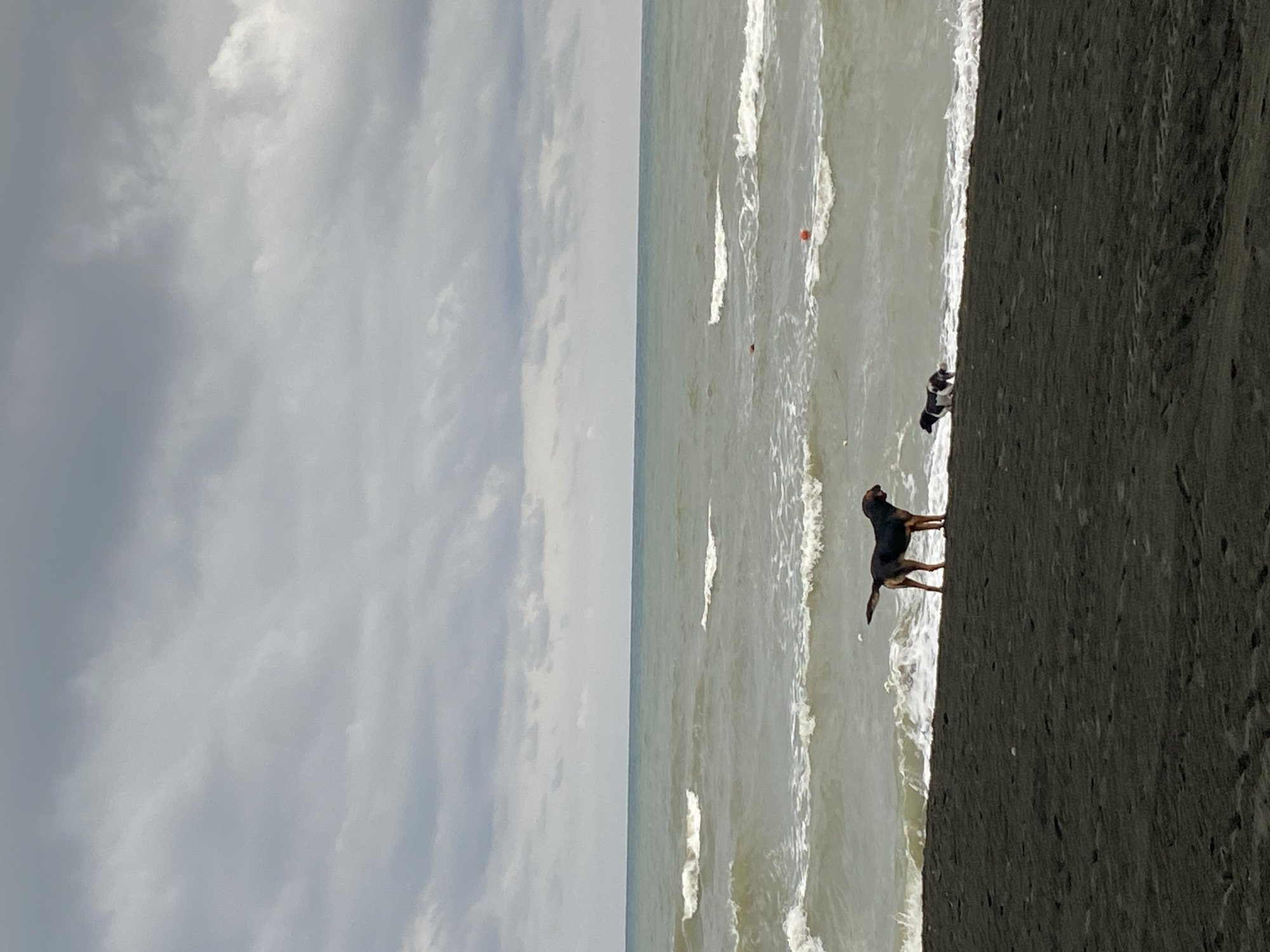Two dogs, one large and dark-colored, the other smaller and black and white, are on a dark sand beach. The larger dog is standing and facing right, its tail slightly raised. The smaller dog is closer to the water, appearing to be moving or playing. The ocean has moderate waves with whitecaps, and the water is a muted green-blue. Two small, bright orange buoys are visible in the water. The sky is overcast with gray clouds. The scene is likely the Black Sea coast of Ureki, Georgia, known for its magnetic black sand beaches.
