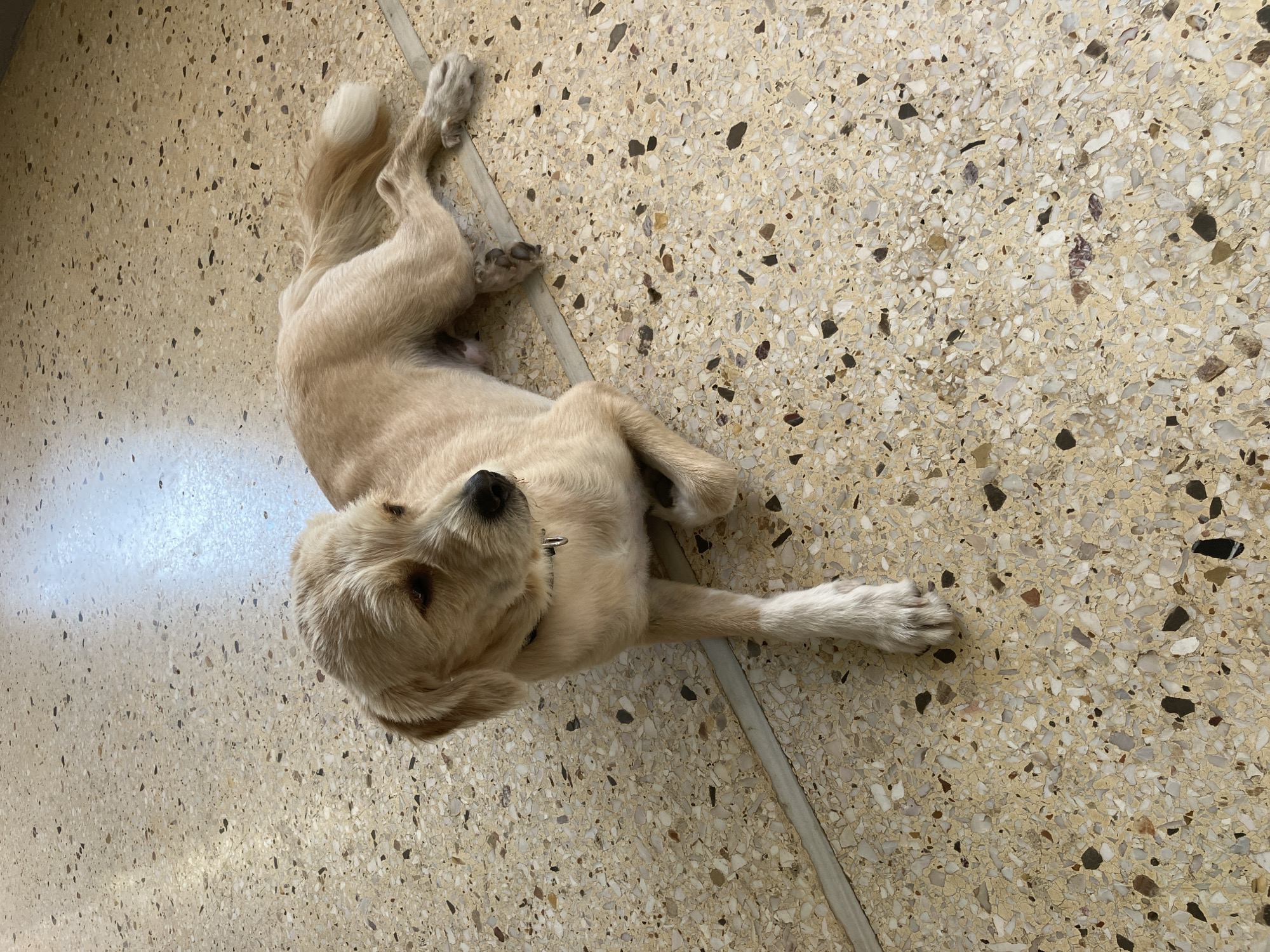 The media file displays an overhead view of a light-colored dog resting on a patterned floor. The dog, possibly a golden retriever or a similar breed with cream or light tan fur, is lying on its side, almost on its back, with its limbs casually splayed. Its head is lifted, and its gaze is directed upwards and slightly to the left, indicating attentiveness or curiosity. A thin, dark collar with a metallic ring is visible around its neck. The dog's tail, covered in soft, wavy fur, is visible towards the top right, and its paws, with dark pads and visible claws, are also prominent.
The setting is indoors, featuring a hard, light-beige or cream-colored floor. The floor's surface is speckled with numerous small and medium-sized embedded chips in shades of white, grey, black, and various browns, consistent with a terrazzo or composite stone material. A narrow, light grey grout line traverses the floor diagonally beneath the dog's body. The lighting is bright and even, likely daylight, with a soft reflection or glare noticeable on the floor in the upper left portion of the image, suggesting a light source from above or an adjacent window. The overall ambiance is calm and relaxed. No visible text is present in the image.