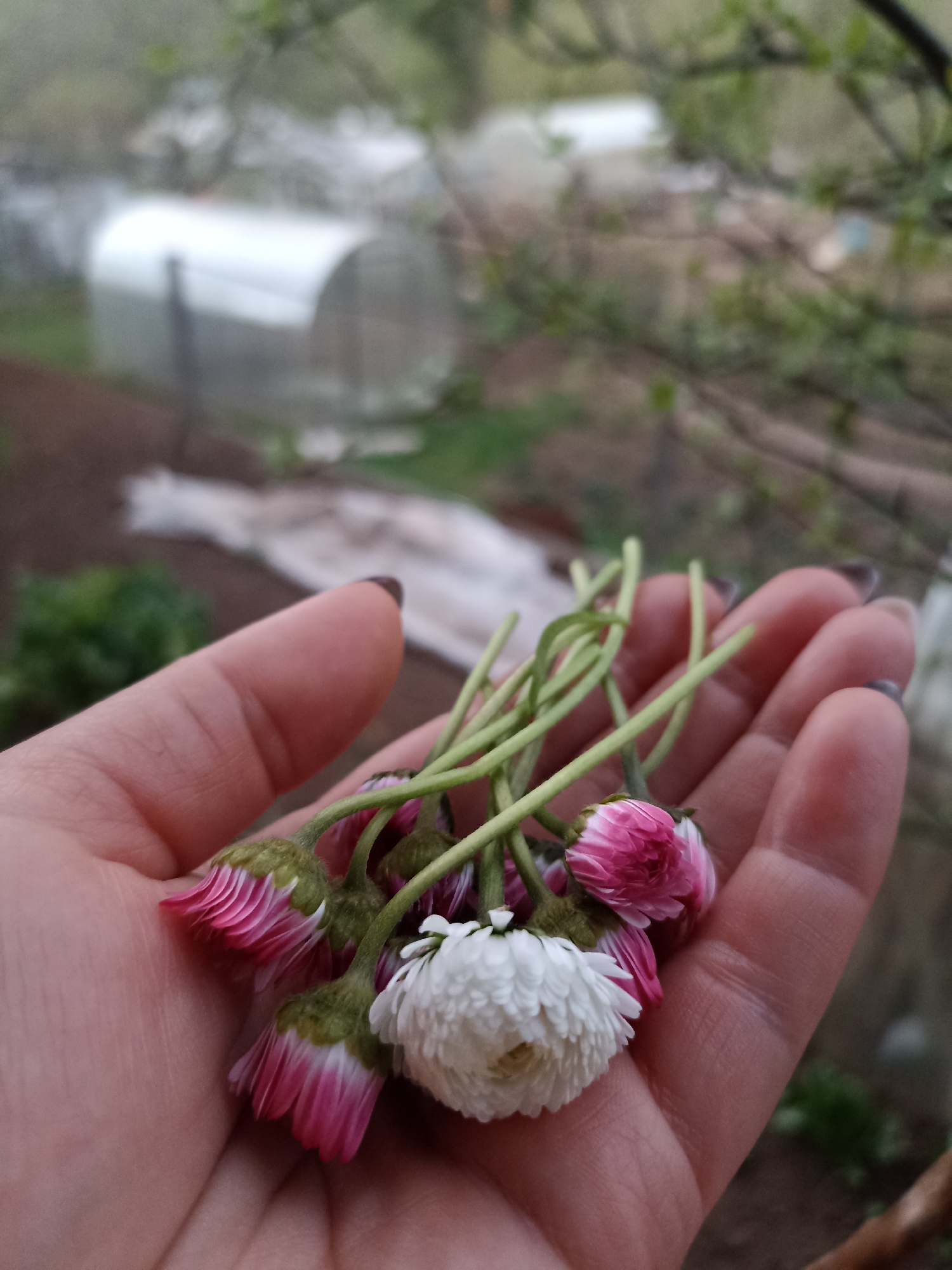 A close-up captures a hand holding several pink and white daisies with green stems. The background features a blurred outdoor setting, including a garden with what appears to be a white greenhouse or tunnel-like structure. The specific location is in the city of Chaikovsky, Russia. There is also evidence of trees and vegetation in the background. The overall scene is captured during daylight.
