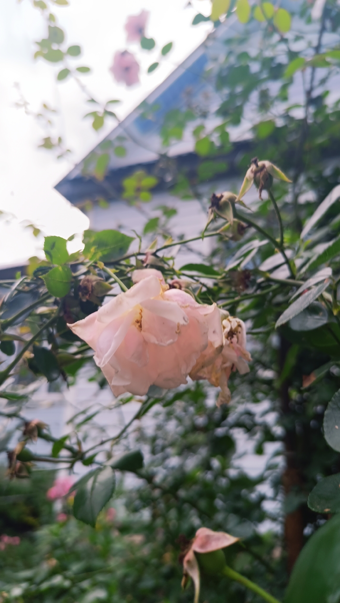 The image is a close-up, slightly blurred photograph of a pale pink rose in the foreground, with other rose buds and green leaves visible. The rose appears to be wilting, with some petals curled and dried. In the background, a white building with a blue roof is partially visible, along with other out-of-focus foliage. The overall lighting suggests an overcast day. There is no indication of the city of Karsha, Russia, or any people.